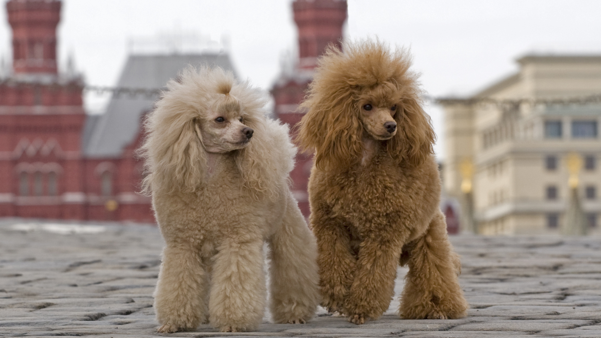 Два пуделя на Красной площади