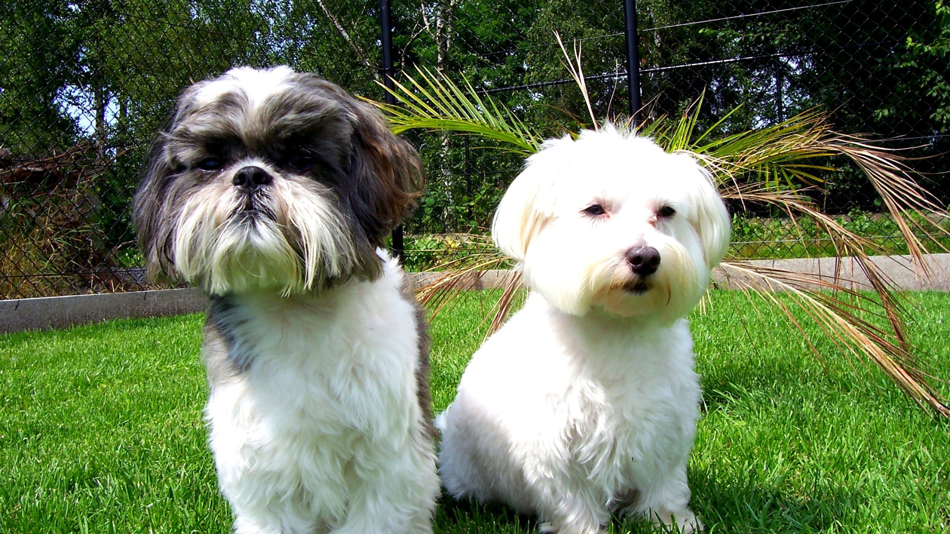 Две маленьких собаки шитцу