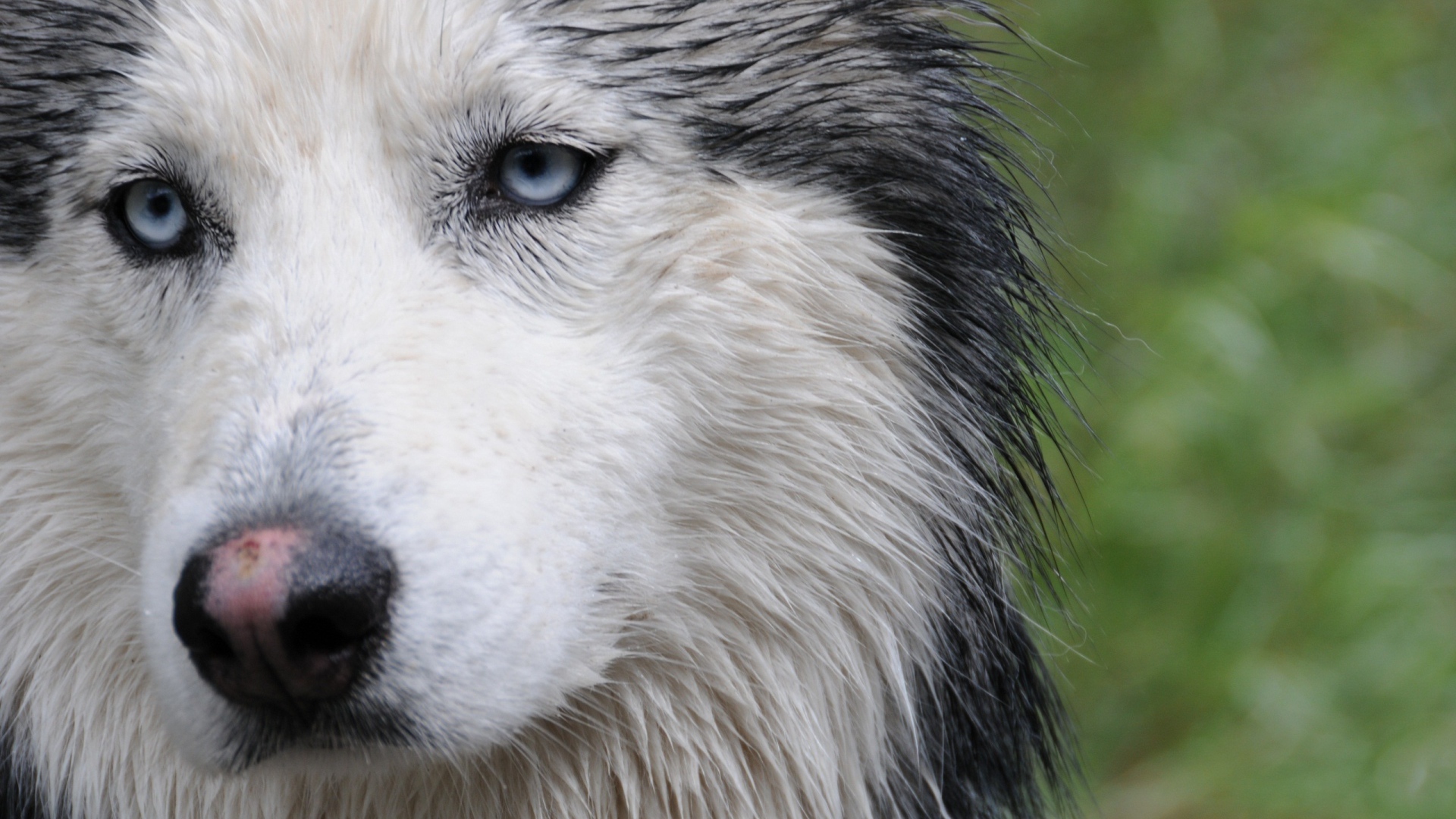 Мокрая собака лайка