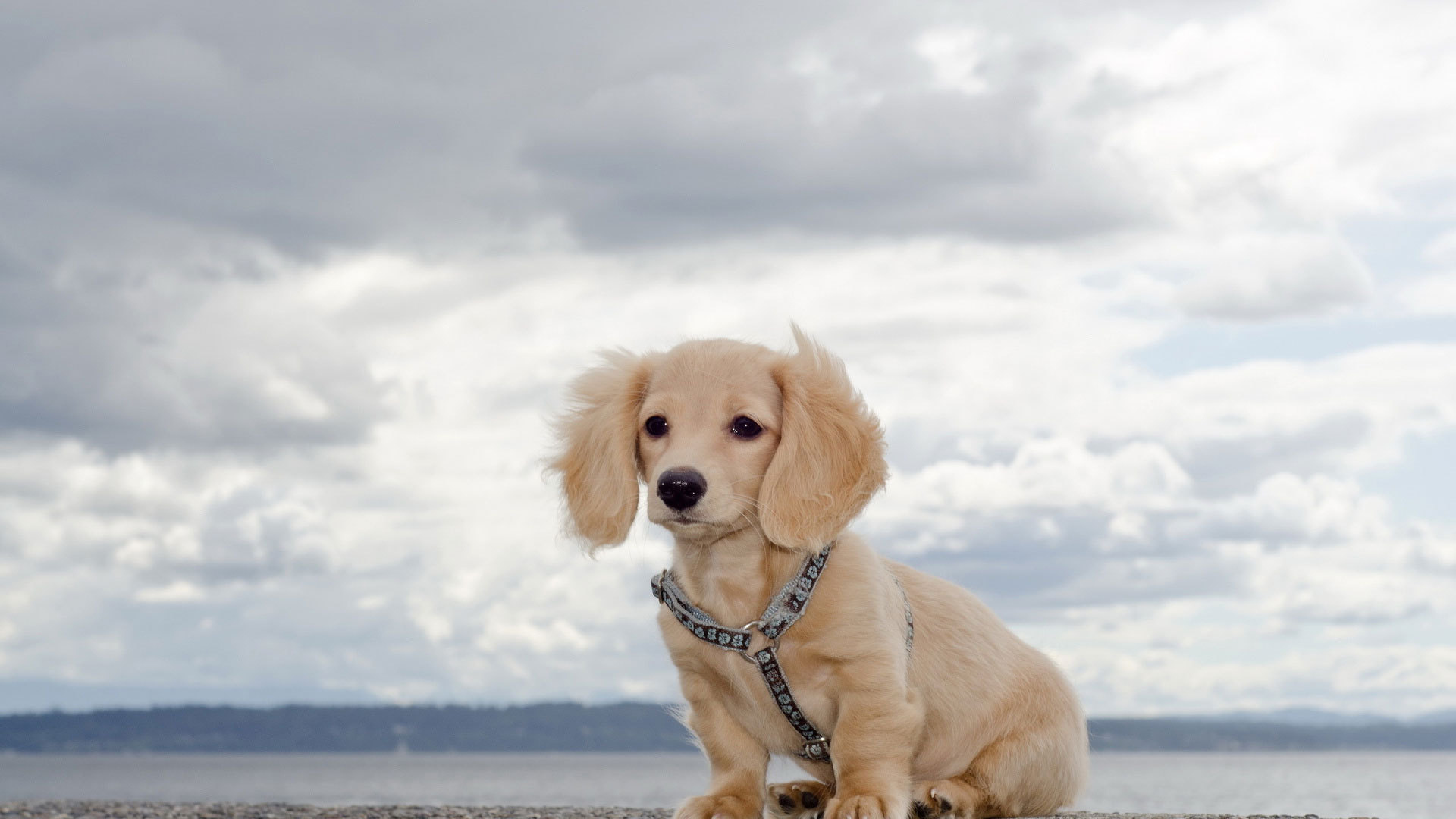 Белая такса на природе