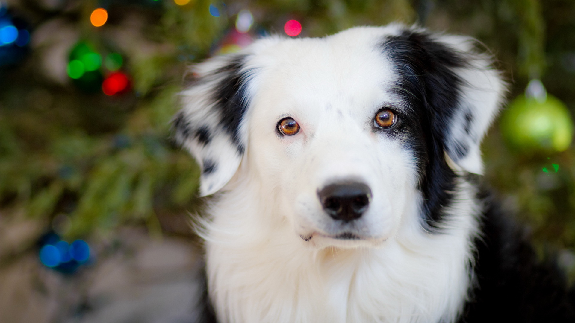 Белая морда собаки