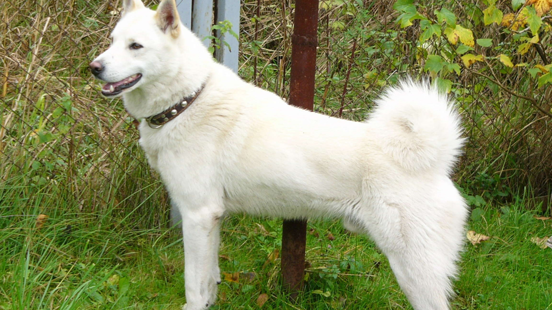 Белая лайка у забора