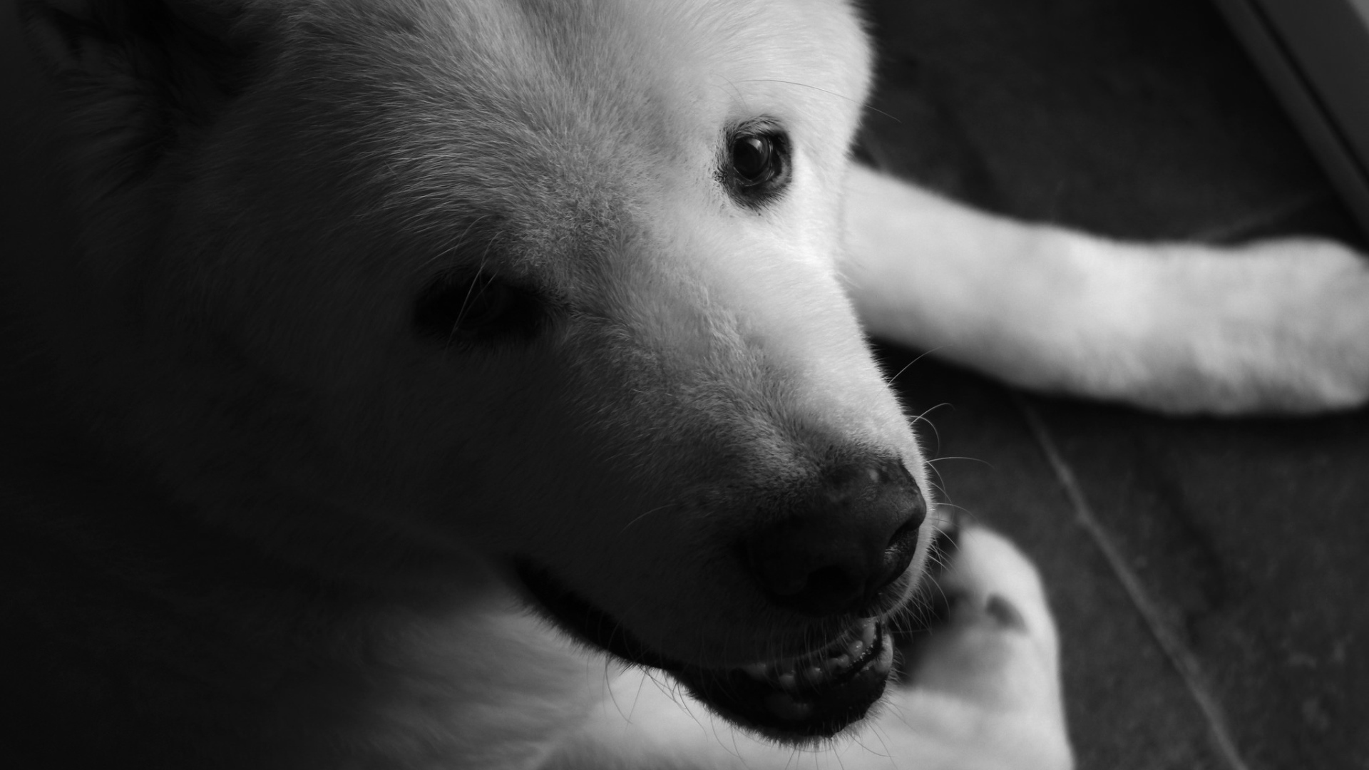 Белый щенок американской акиты