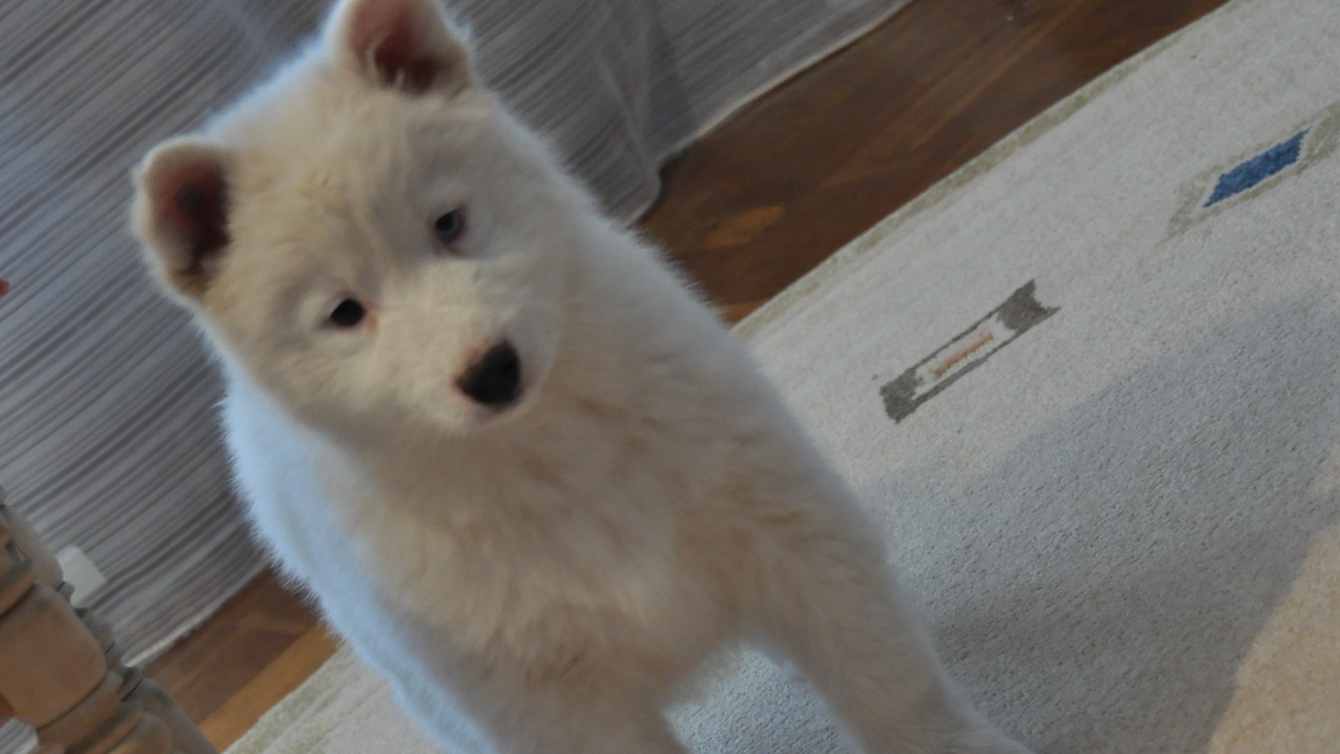 Белый щенок лайки