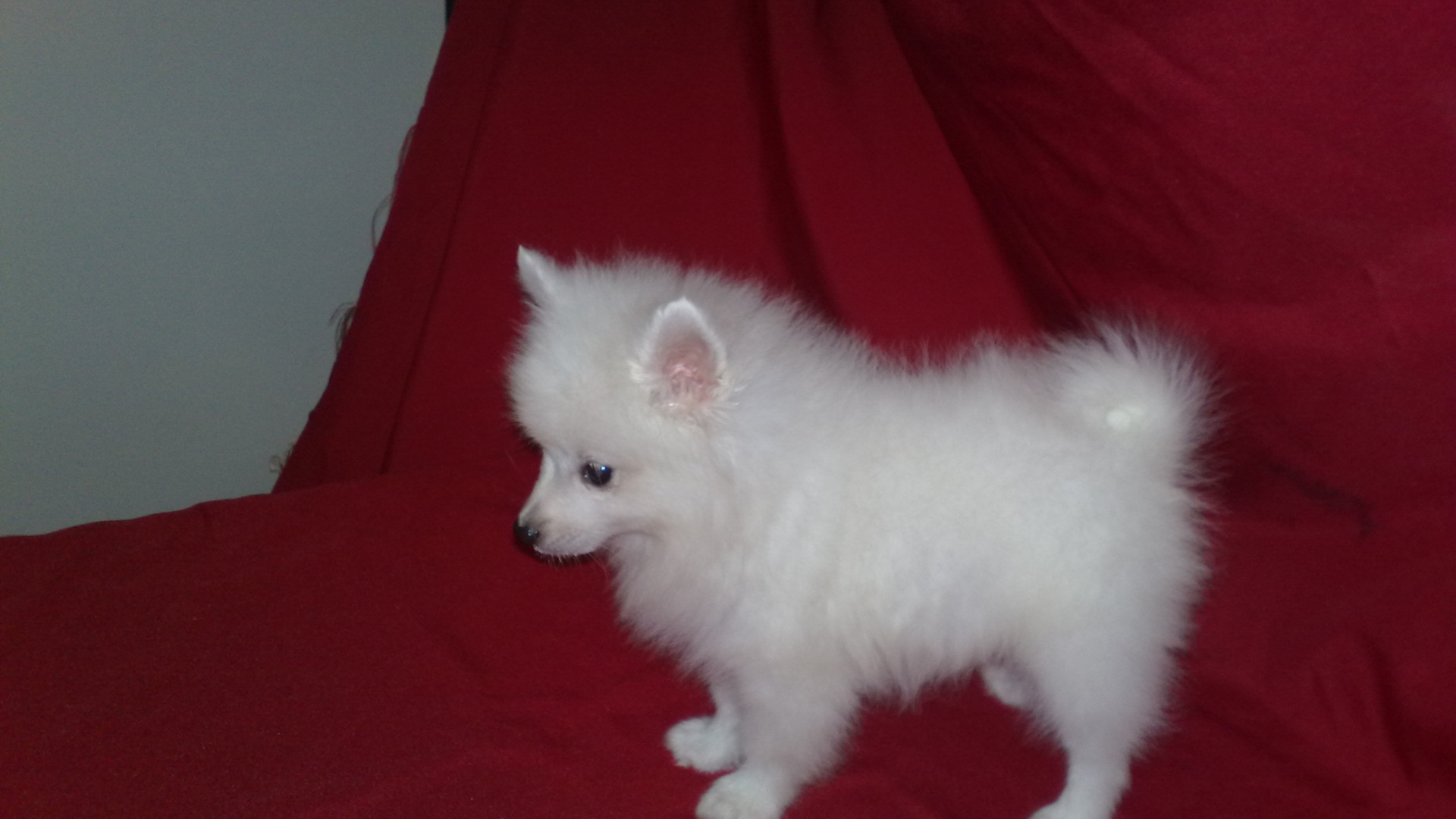 White spitz puppy