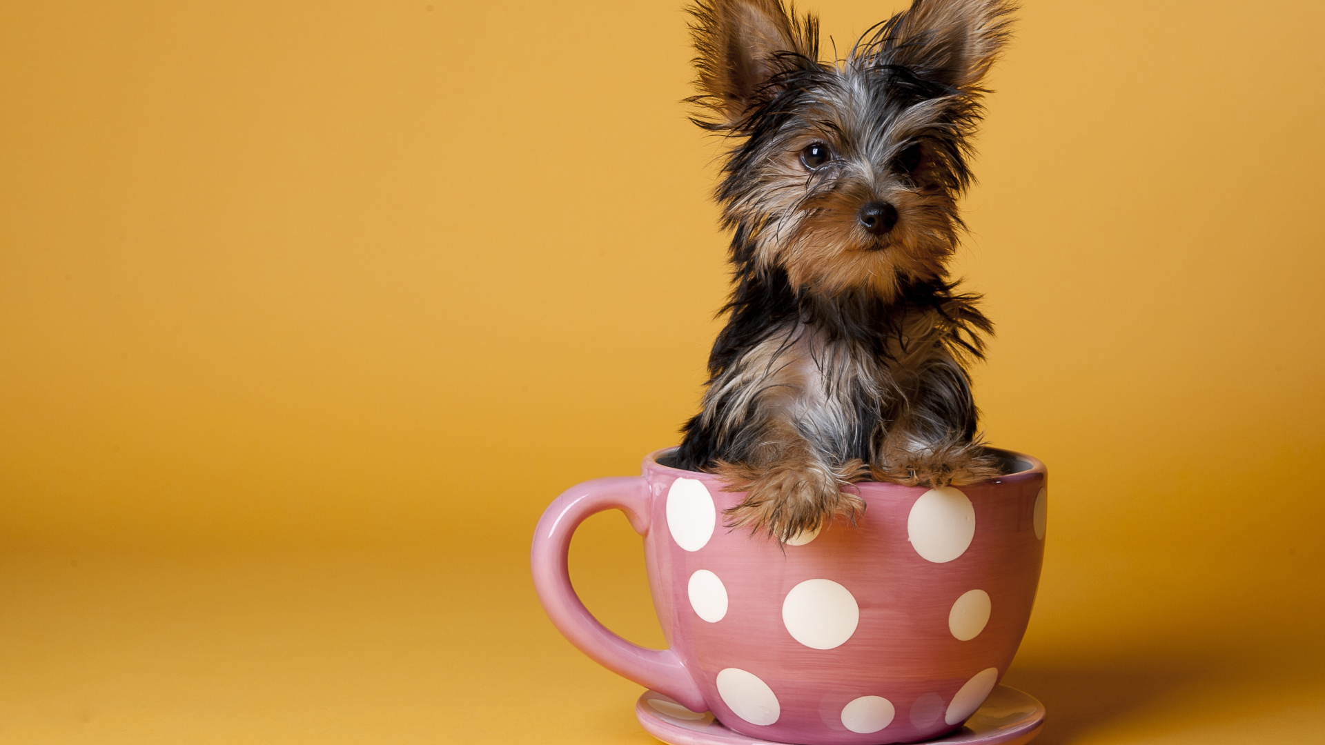 Йоркширский терьер в чашке