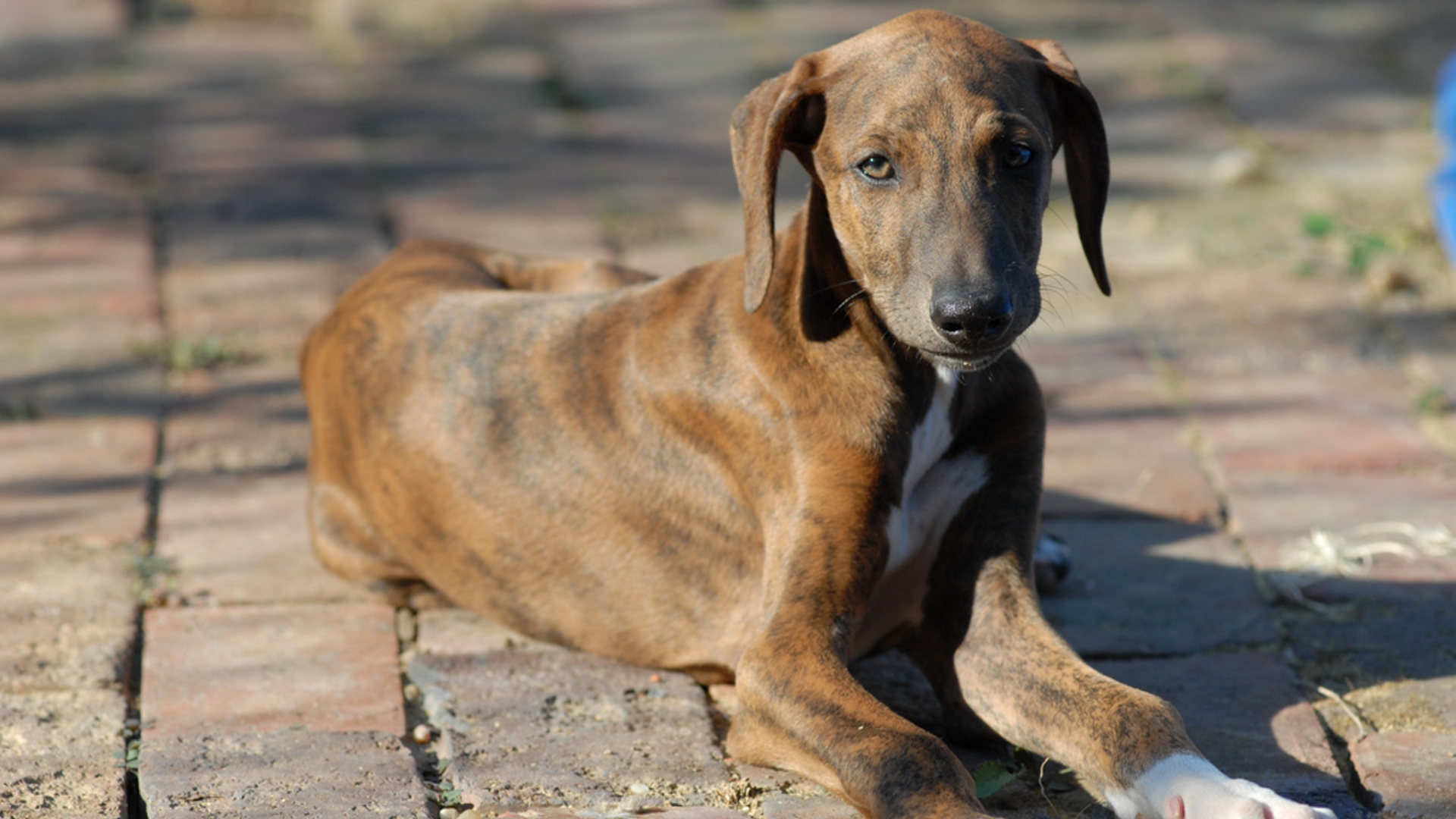 Молодой пес азавак