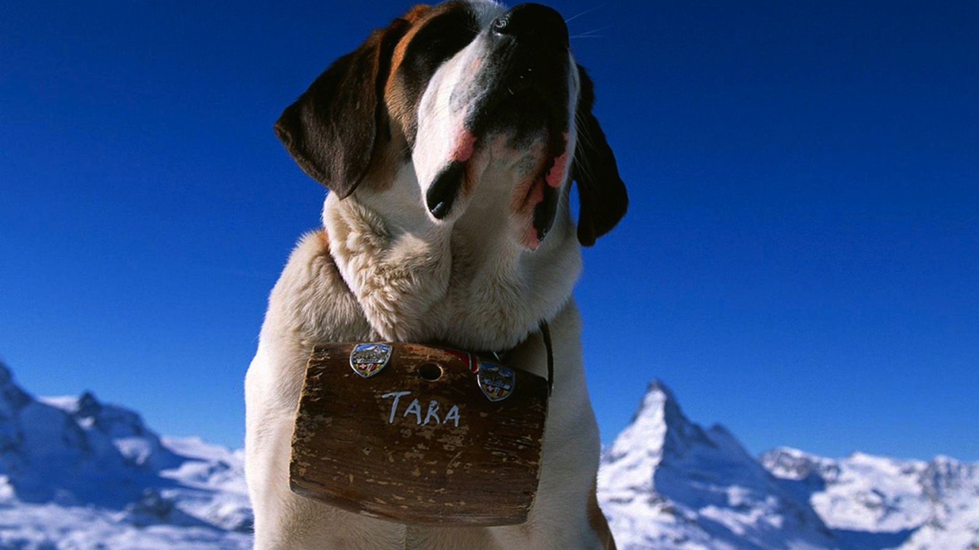 Собака горный спасатель