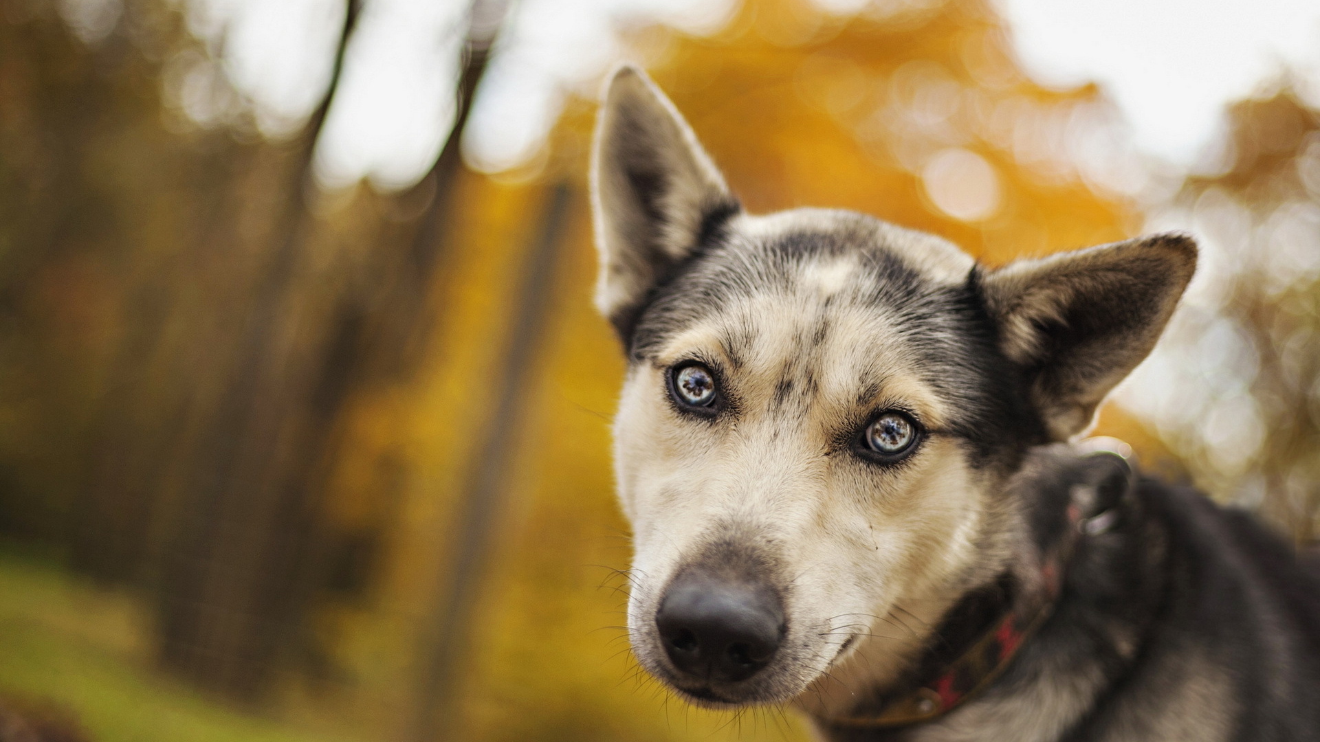 Собака с ошейником