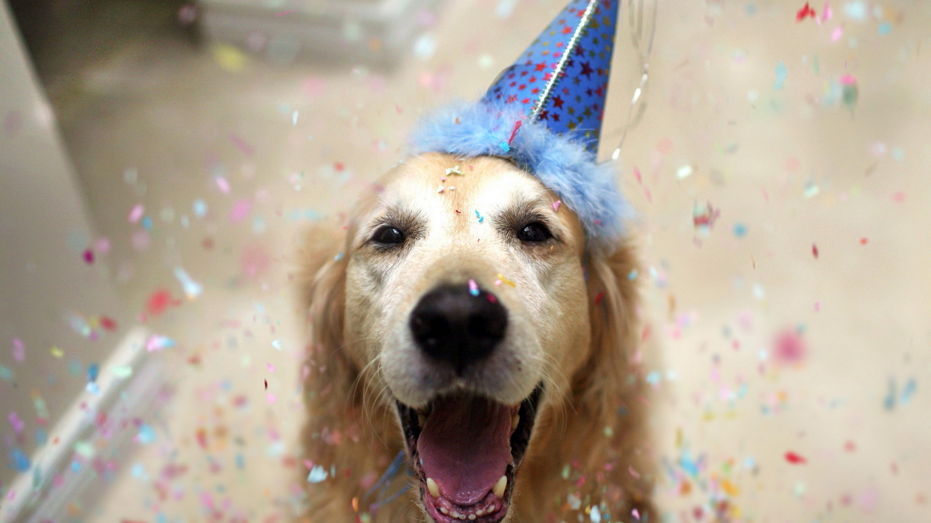 Собака в колпаке