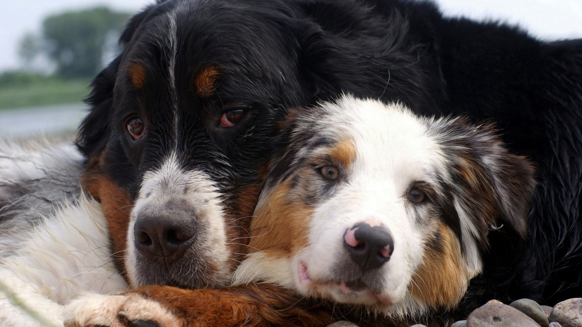 Друзья лежат на камнях