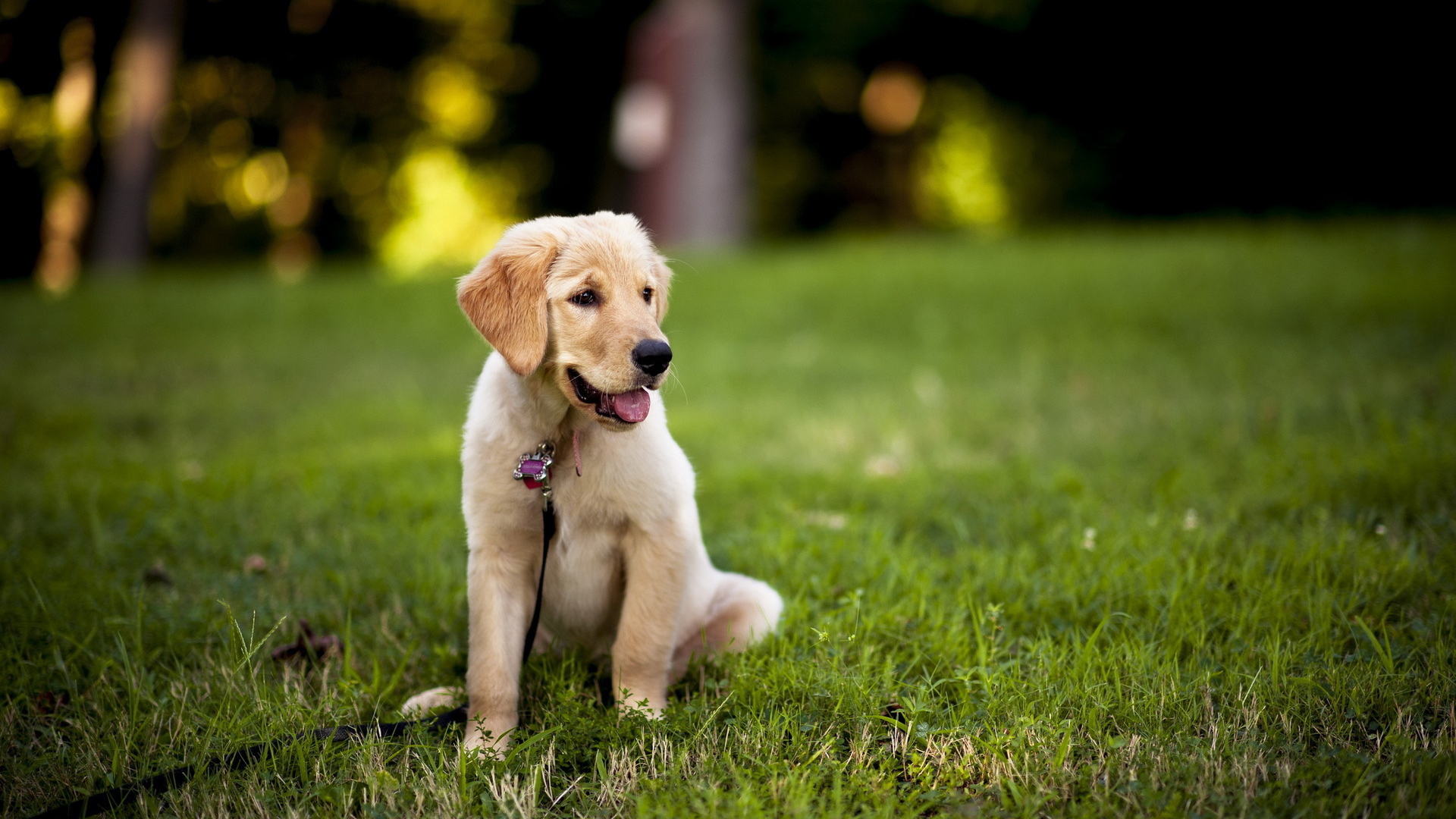 Щенок с поводком