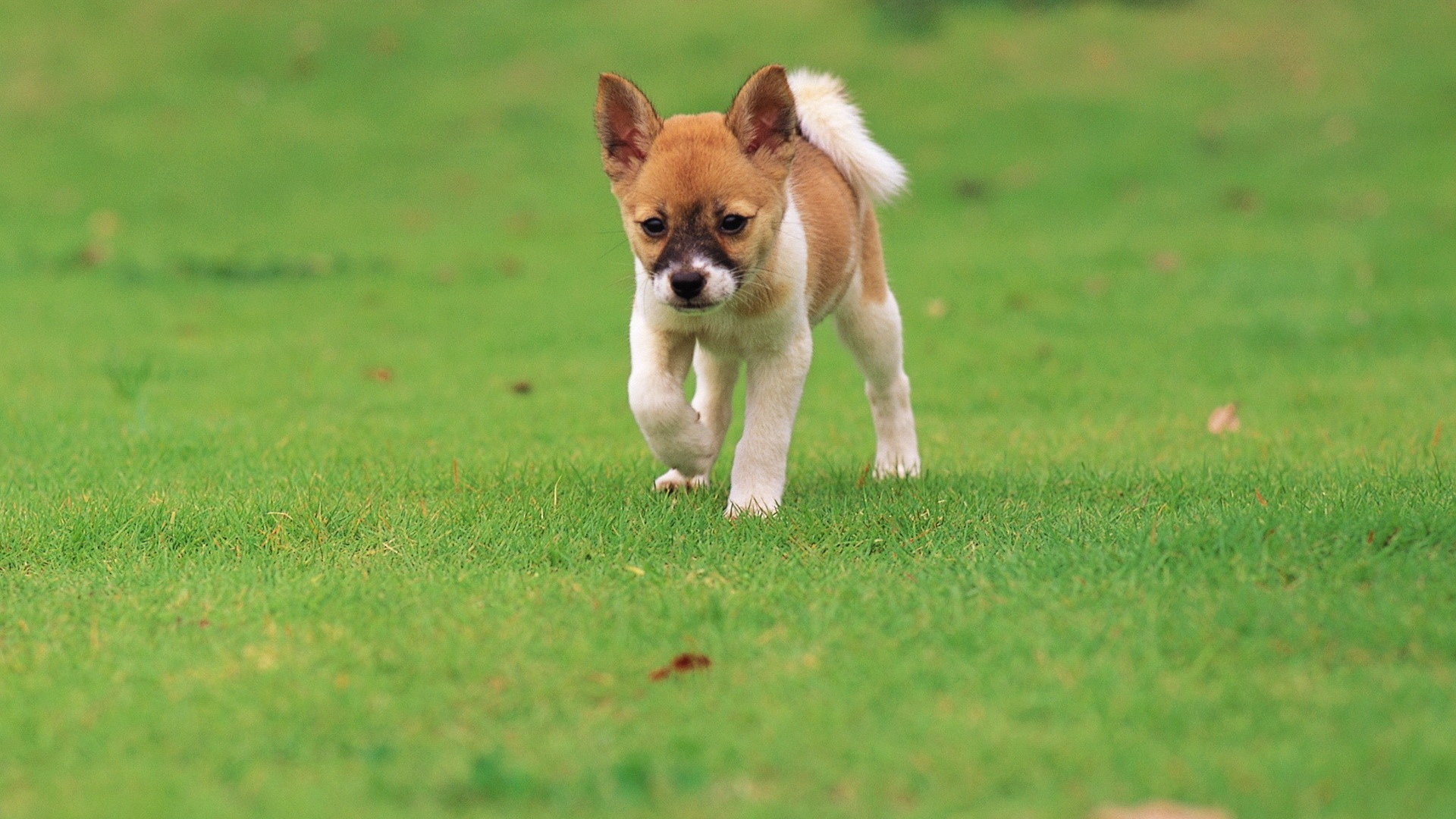 Щенок бежит по траве