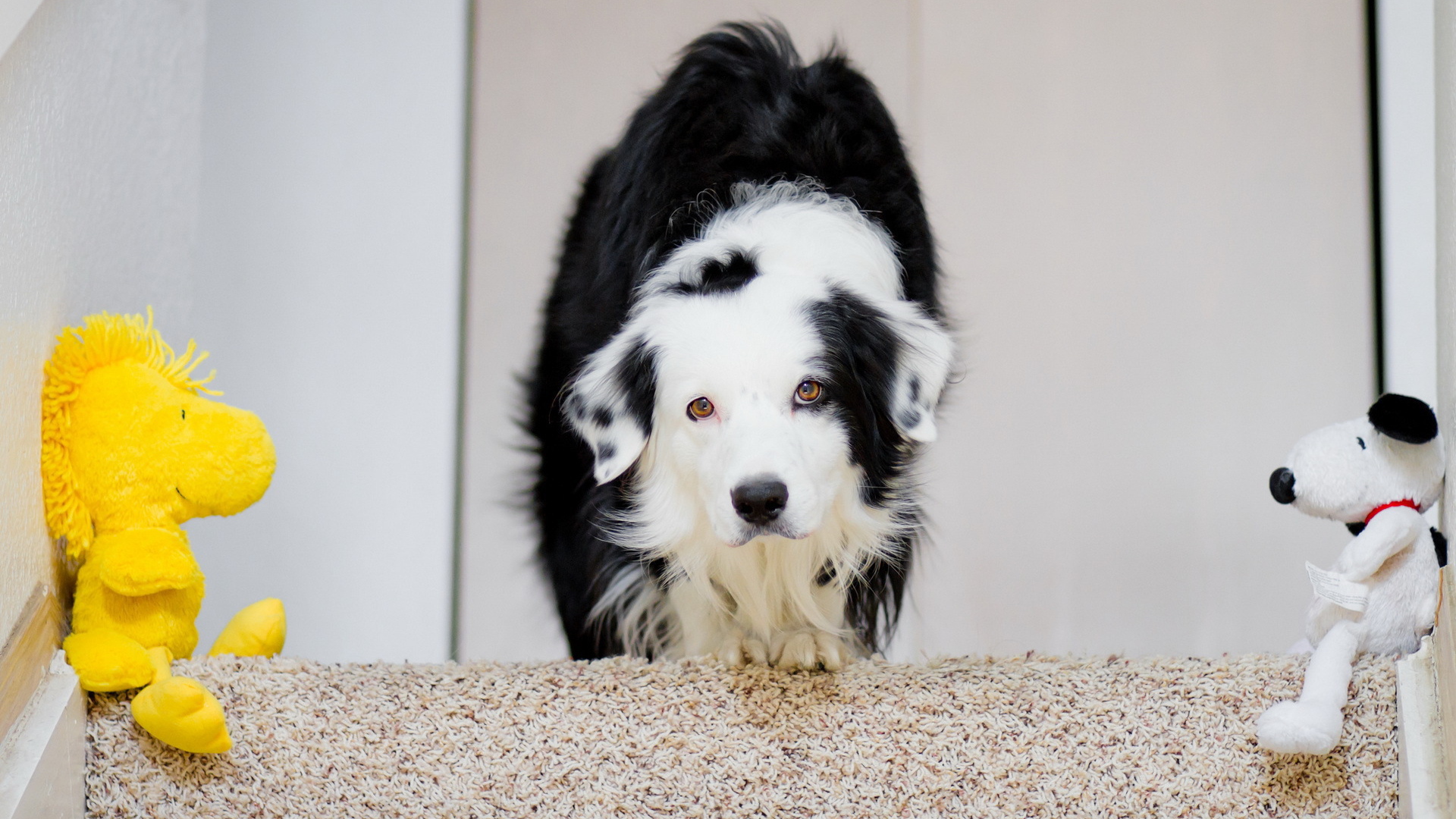 Собака в домике