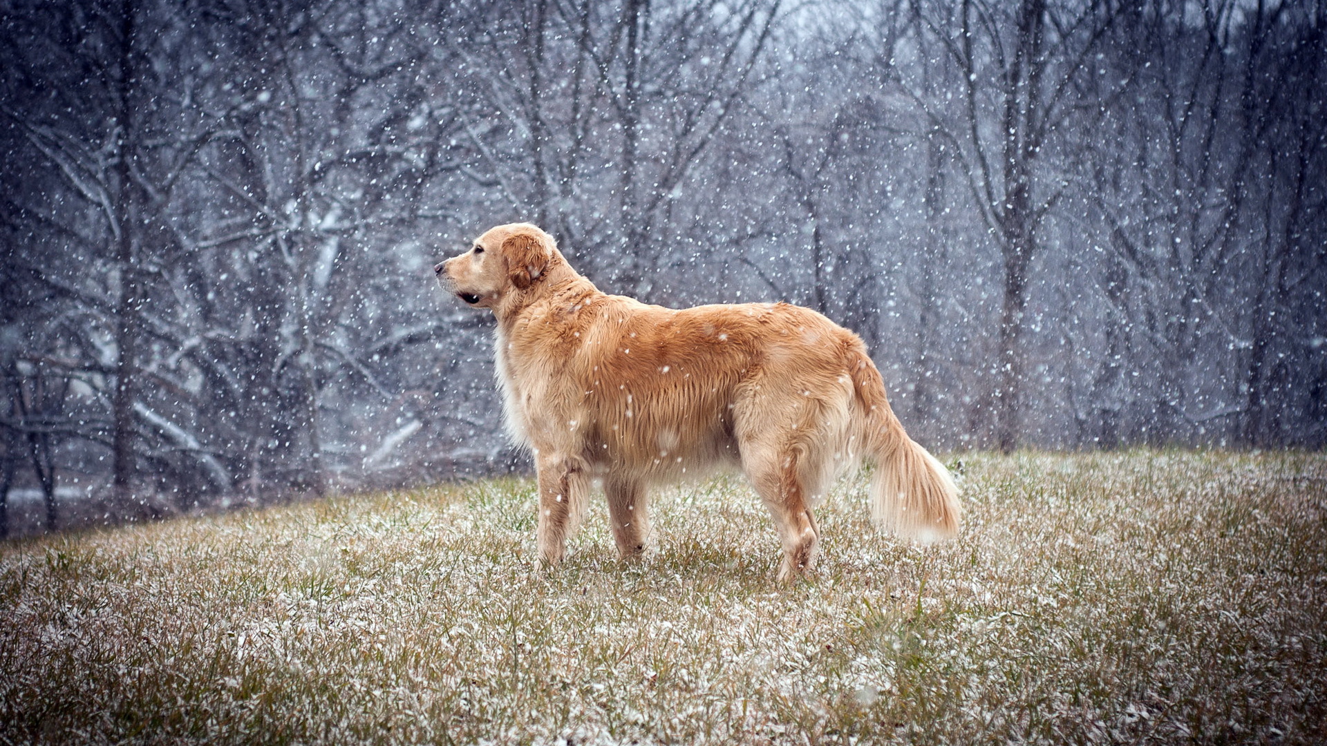 Собака на поле