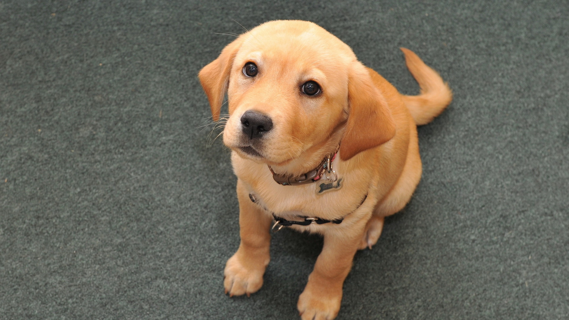 Взгляд преданной собаки