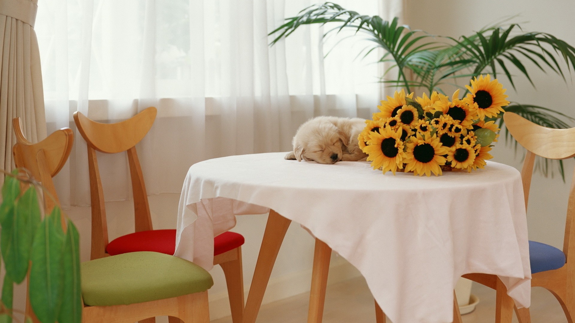 Щенок спит на столе