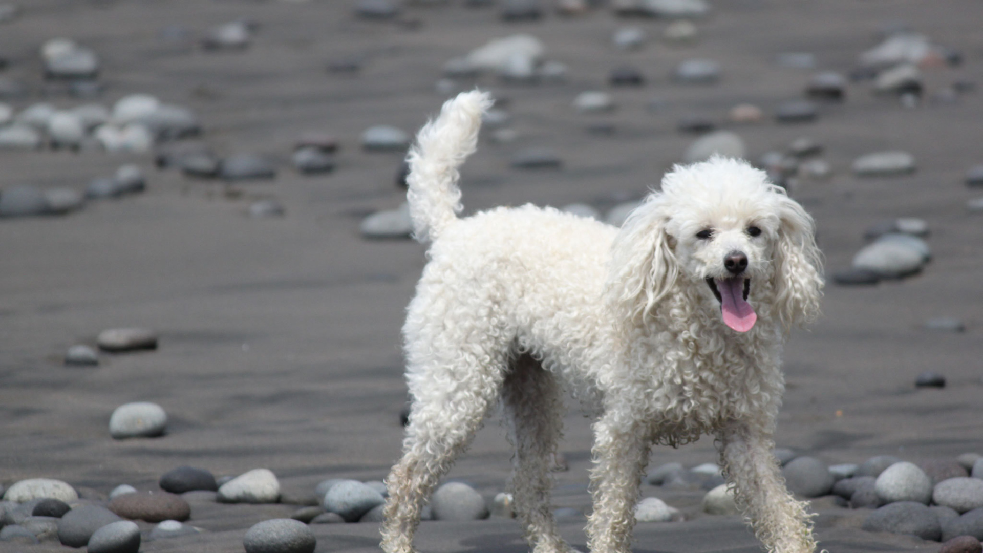 Пудель гуляет по пляжу