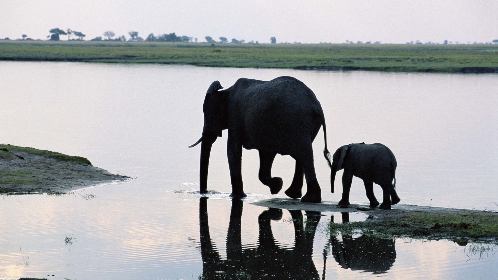 Слониха мама с ребенком