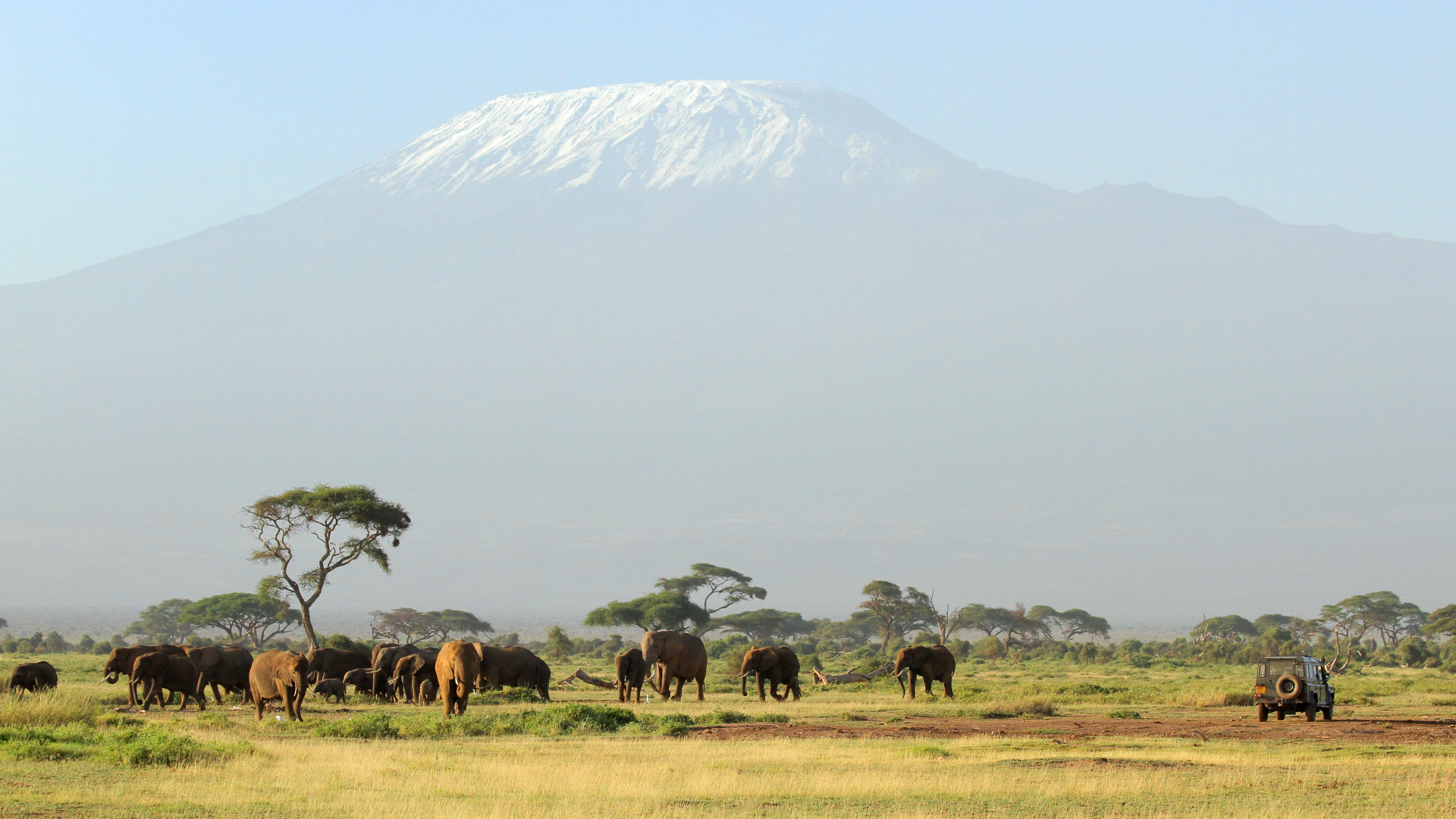 Слоны в красивой природе