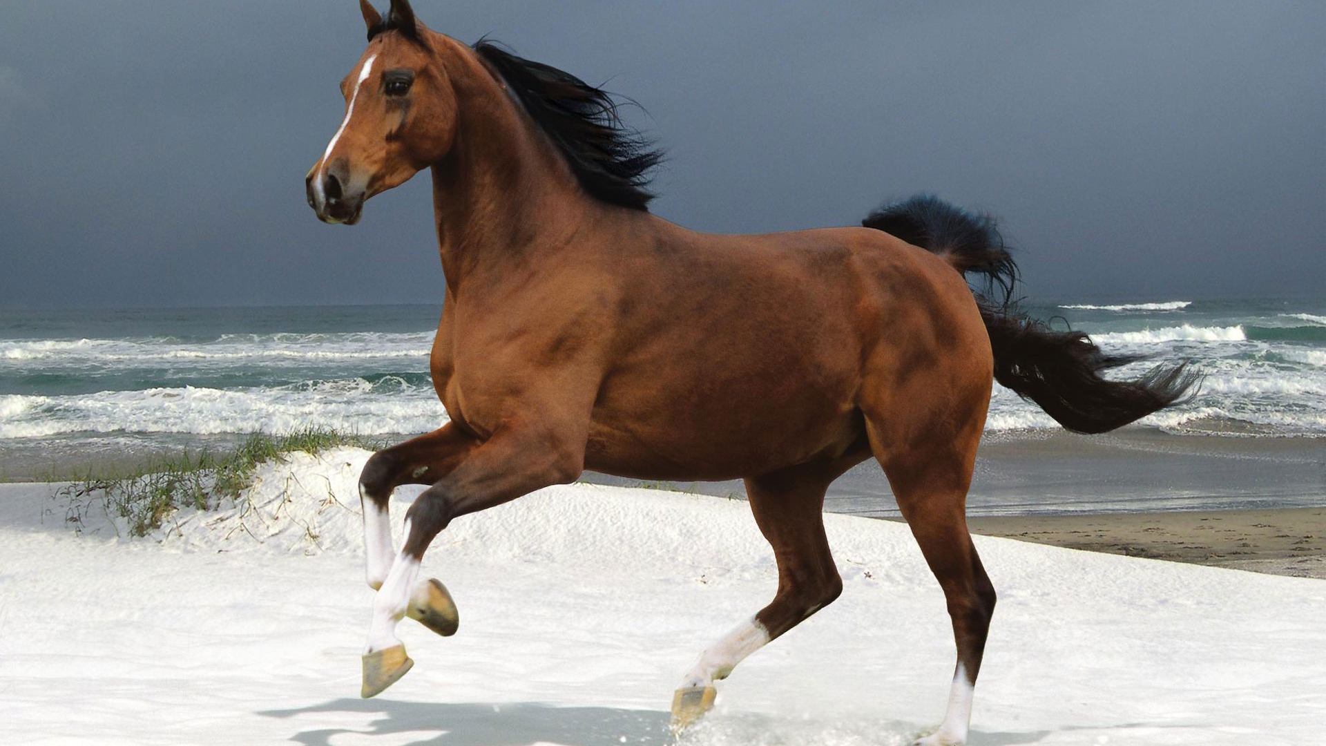 Лошадь на пляже