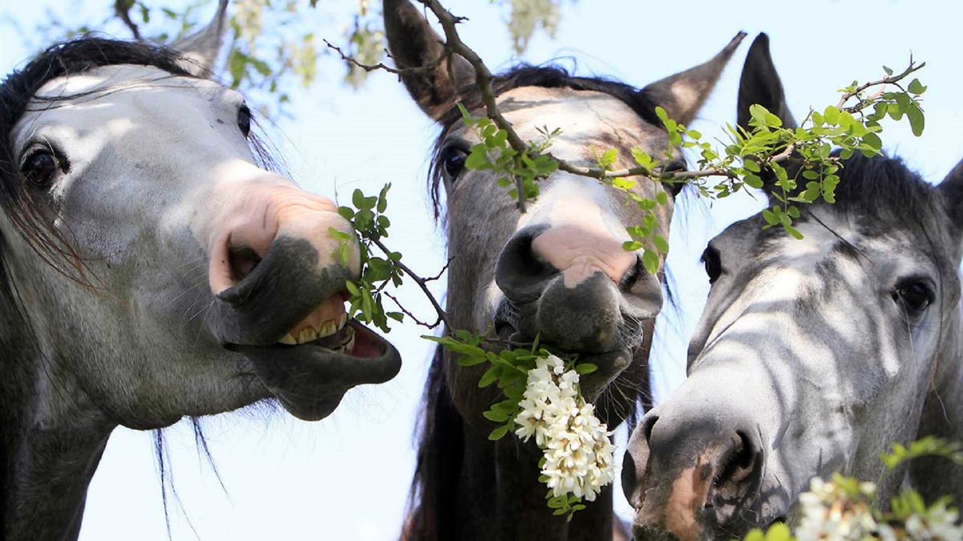 Тройка лошадей