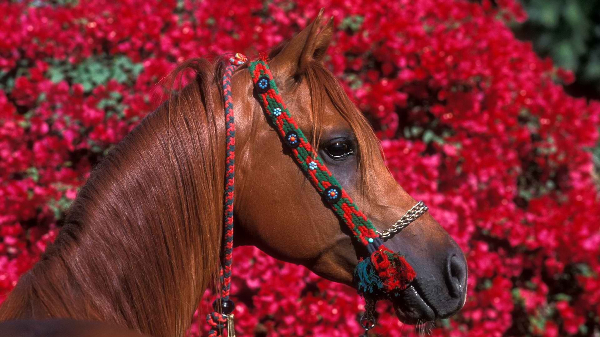 Голова лошади