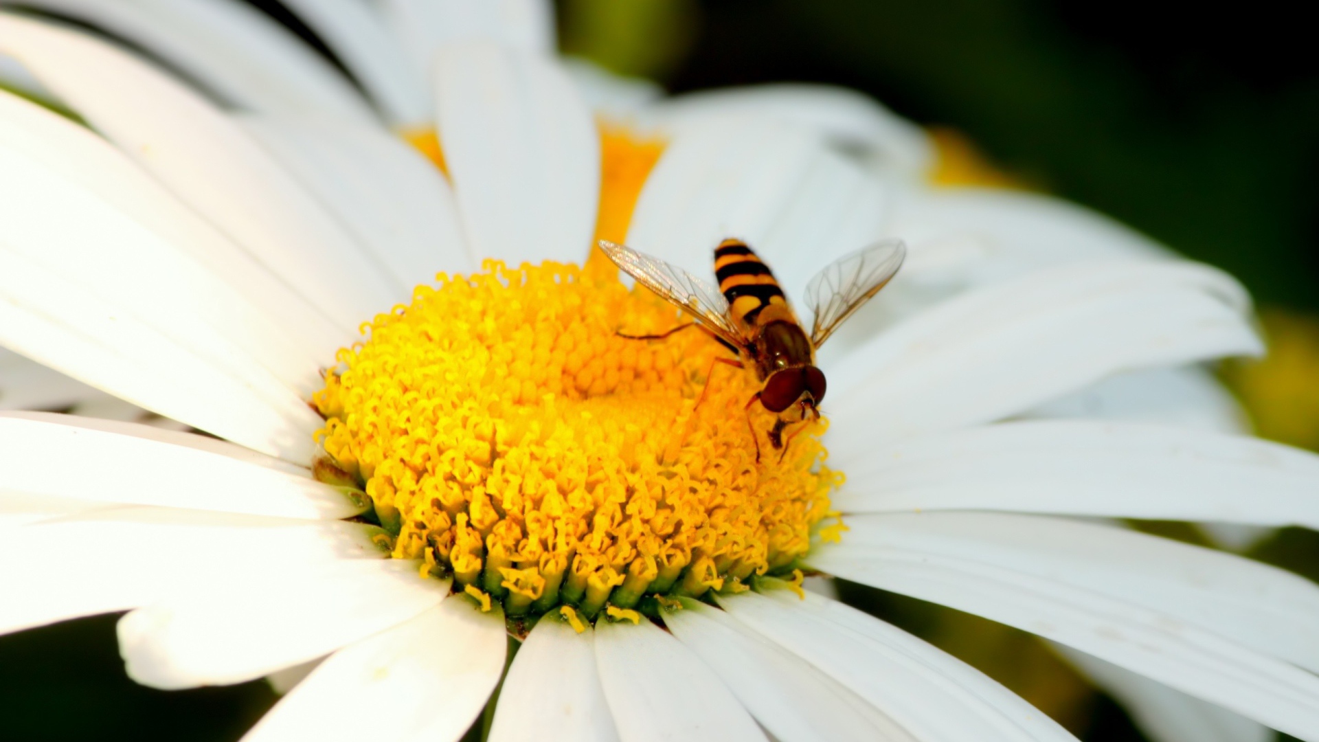 Пчела на ромашке