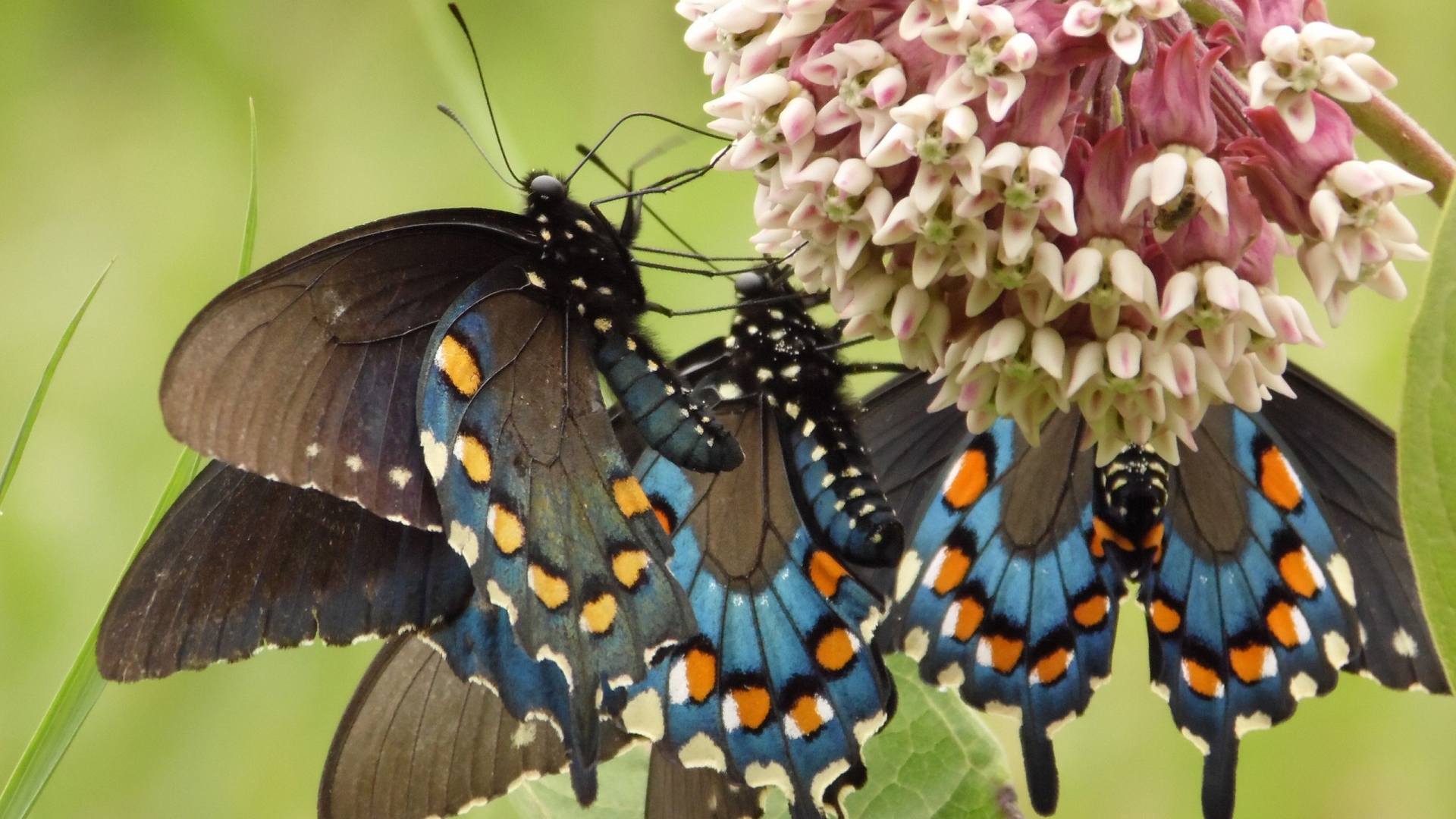 Бабочки слетелись на цветок