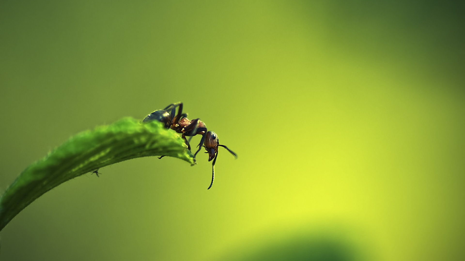 Муравей на листке
