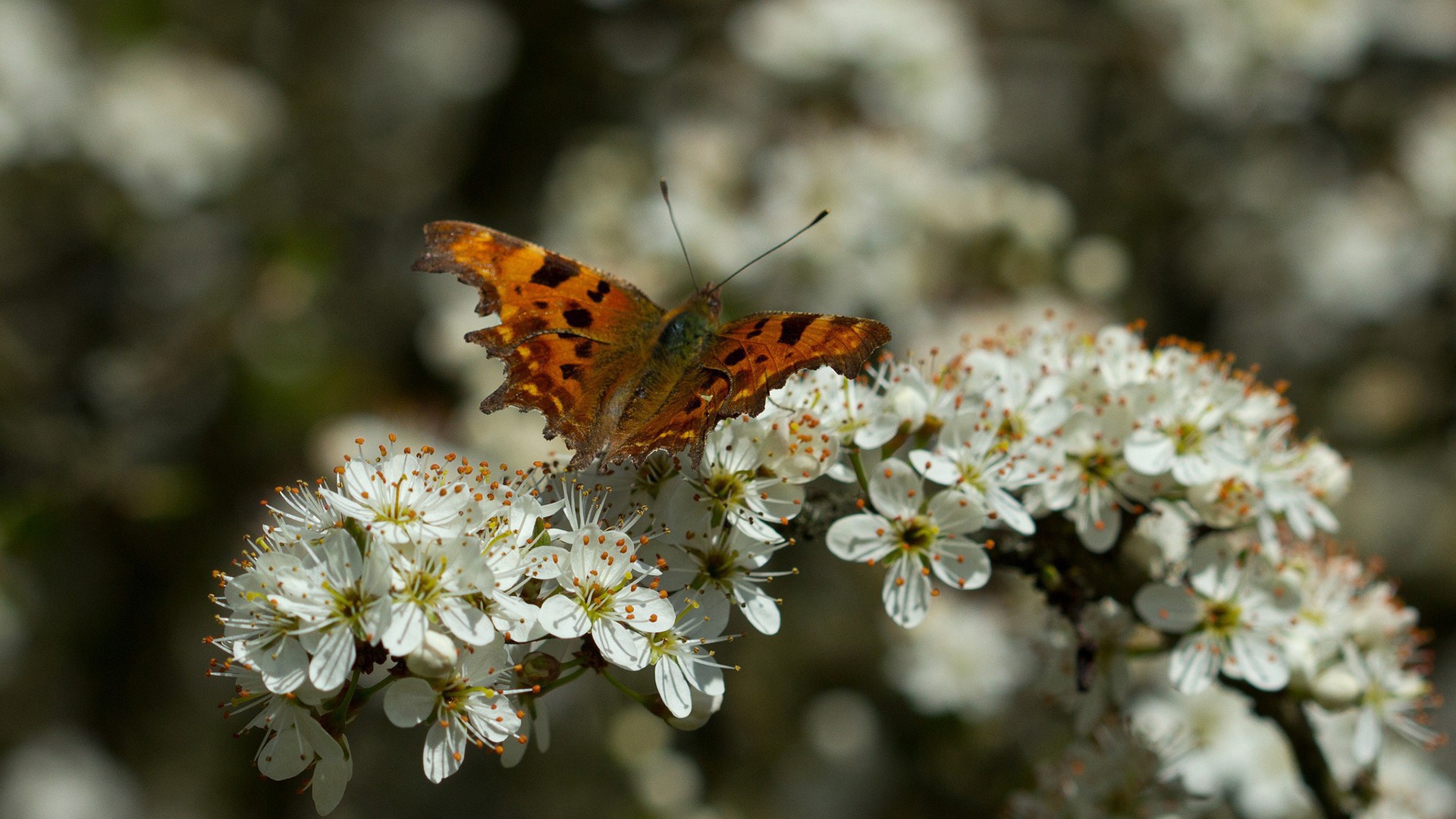 Бабочка на цветущем дереве