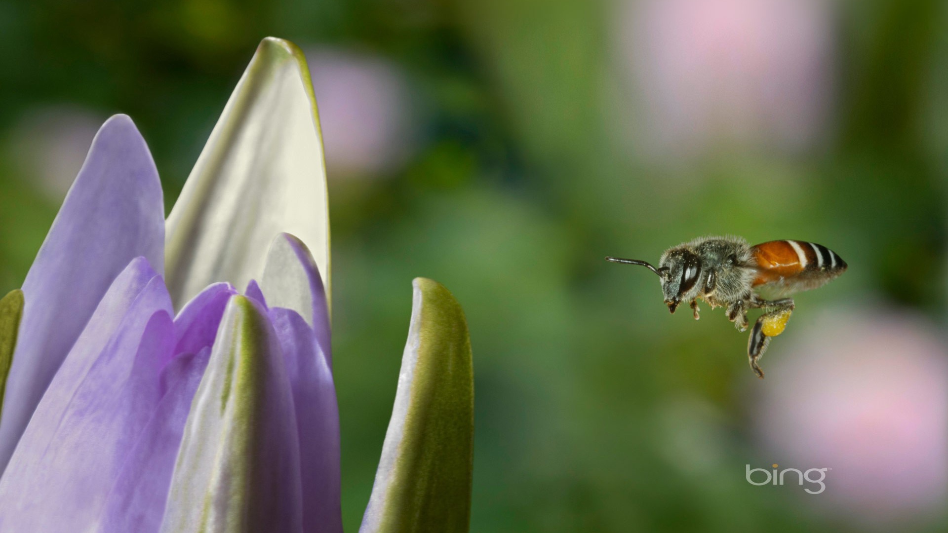Пчела летит к цветку