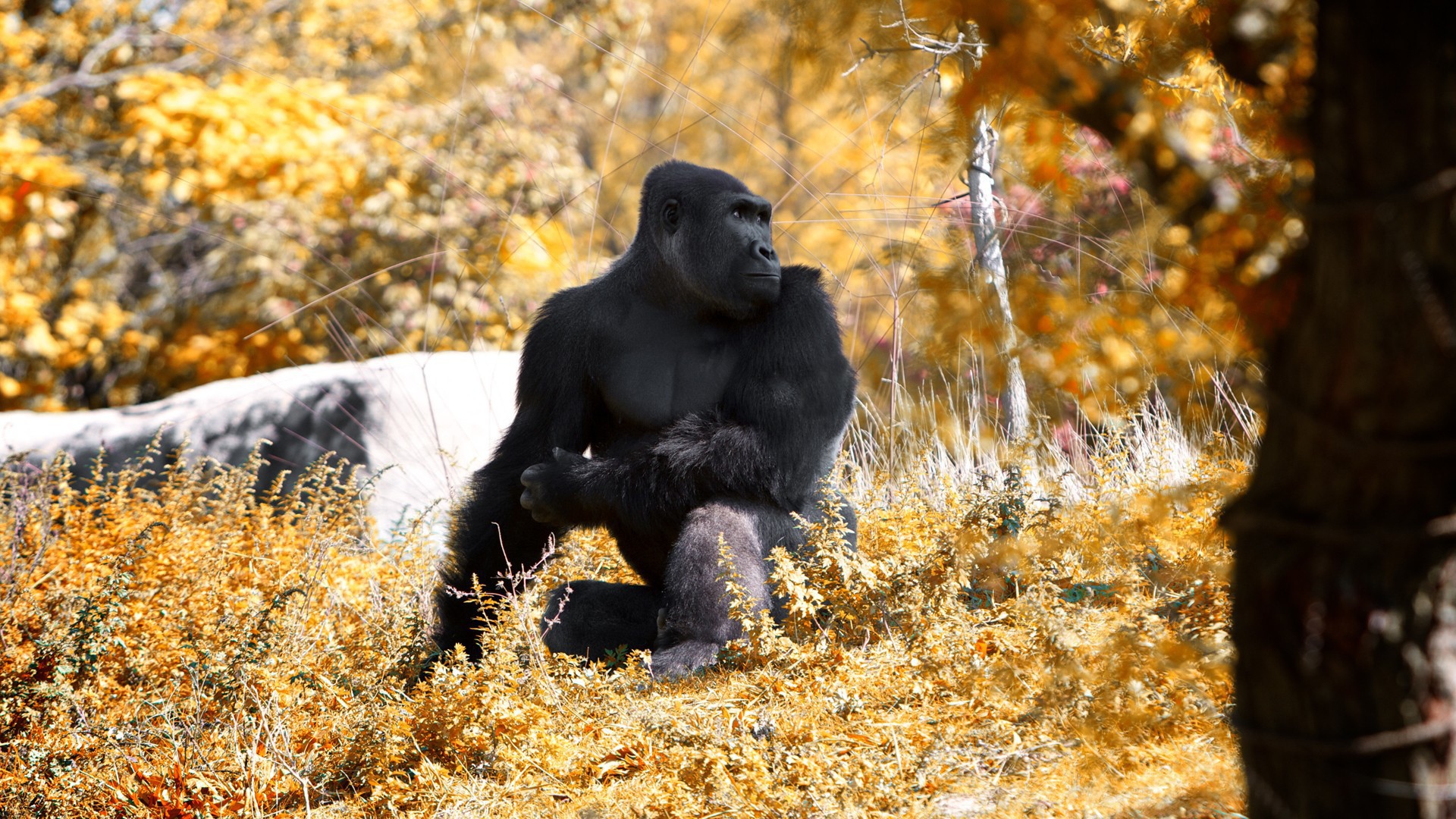 Горилла позирует фотографу