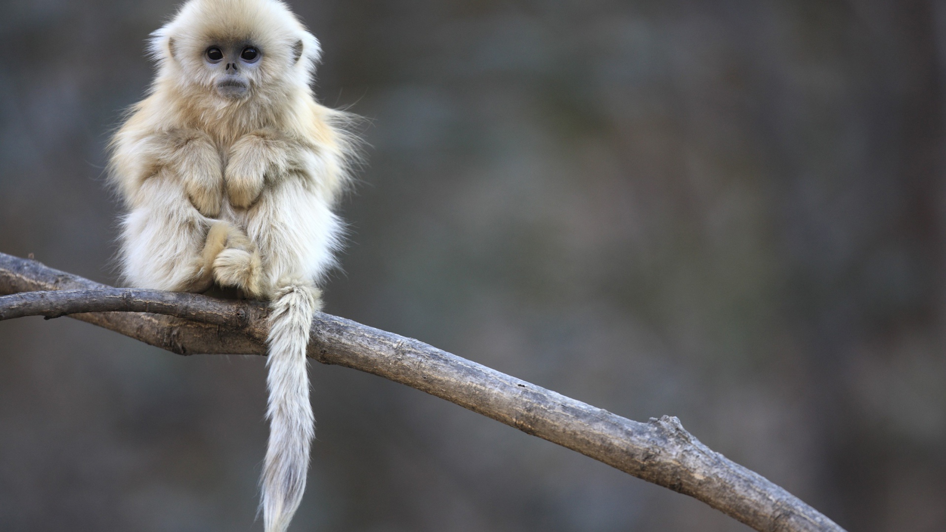 Маленькая обезьянка сидит на ветке