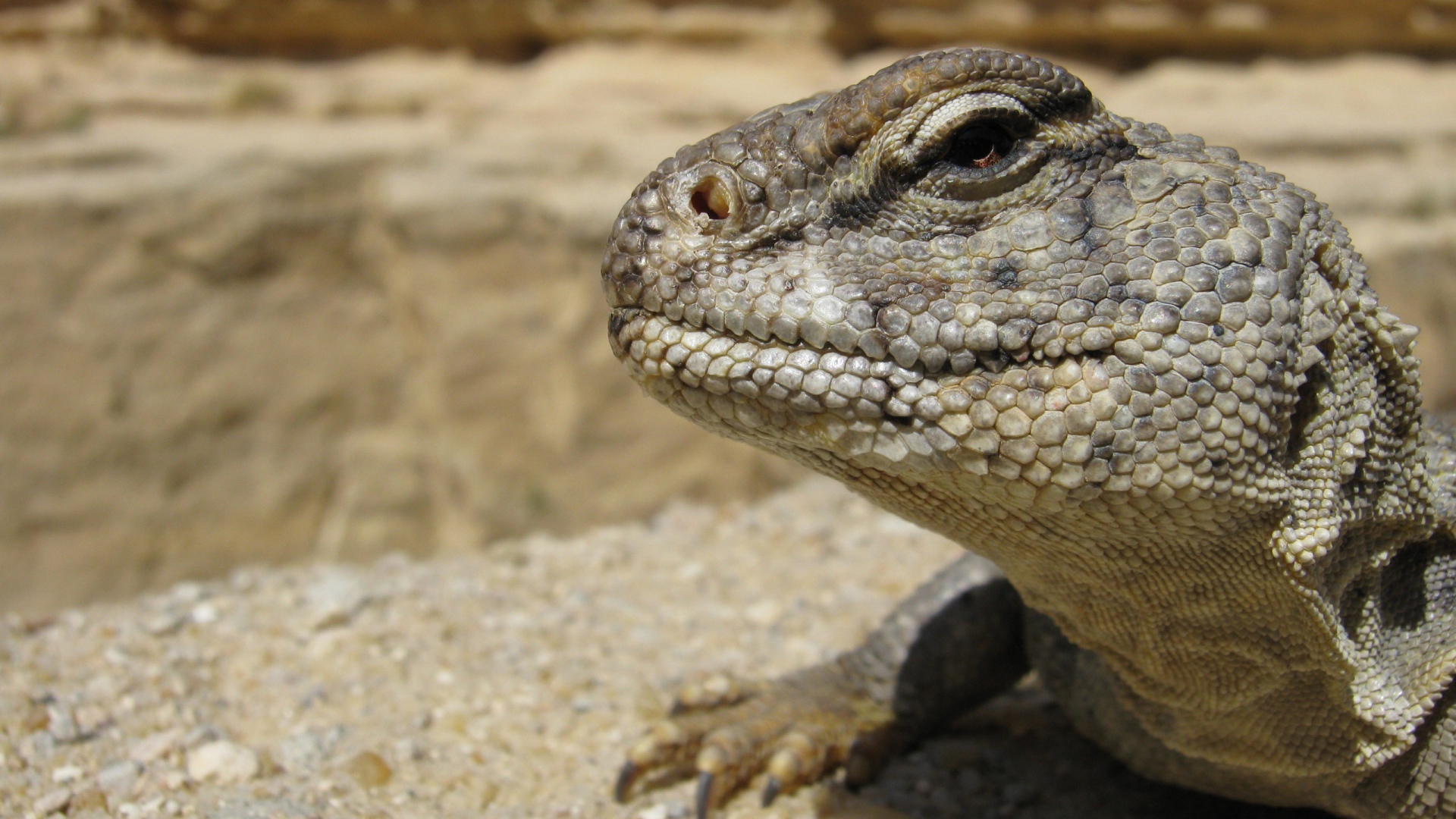 Взгляд ящерицы