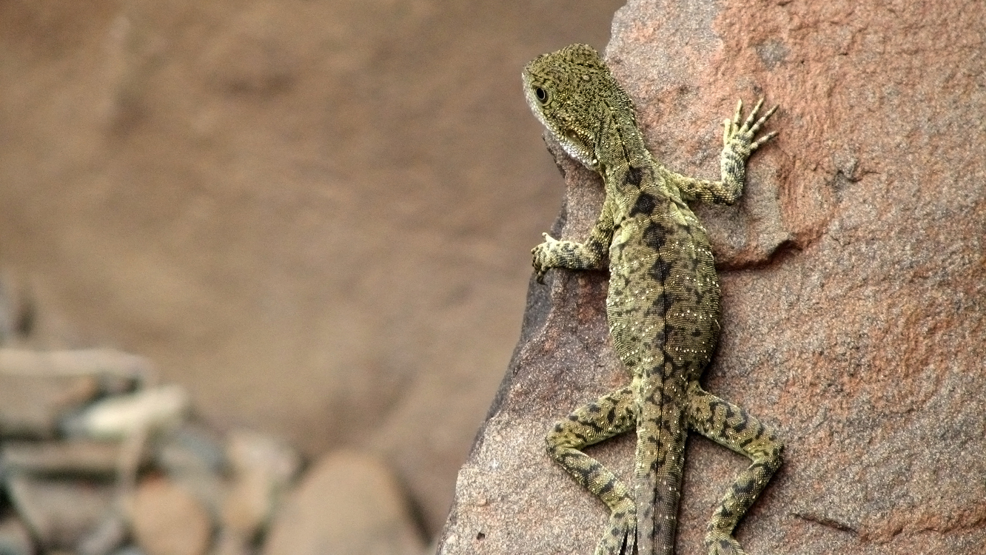 Ящерица на скале