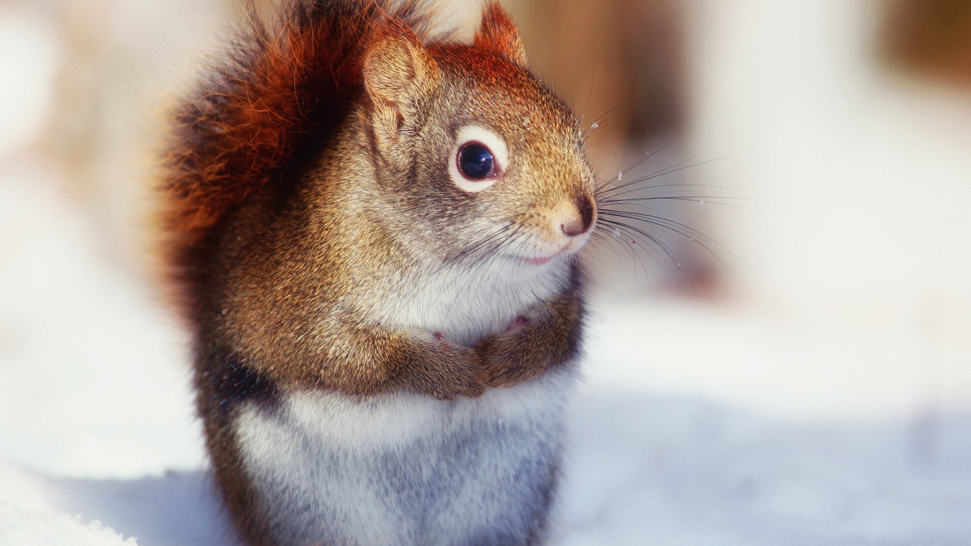 Белка на снегу