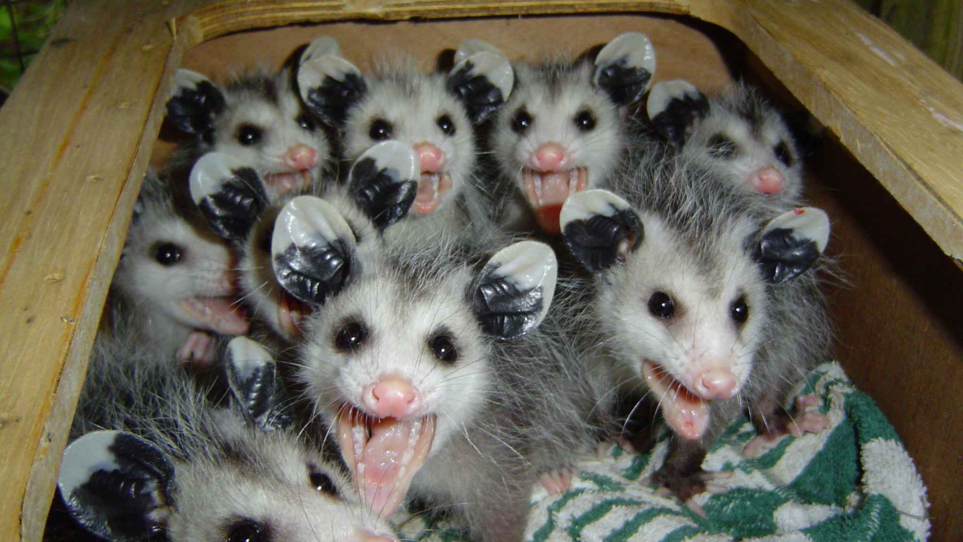 Опоссумы в ящике