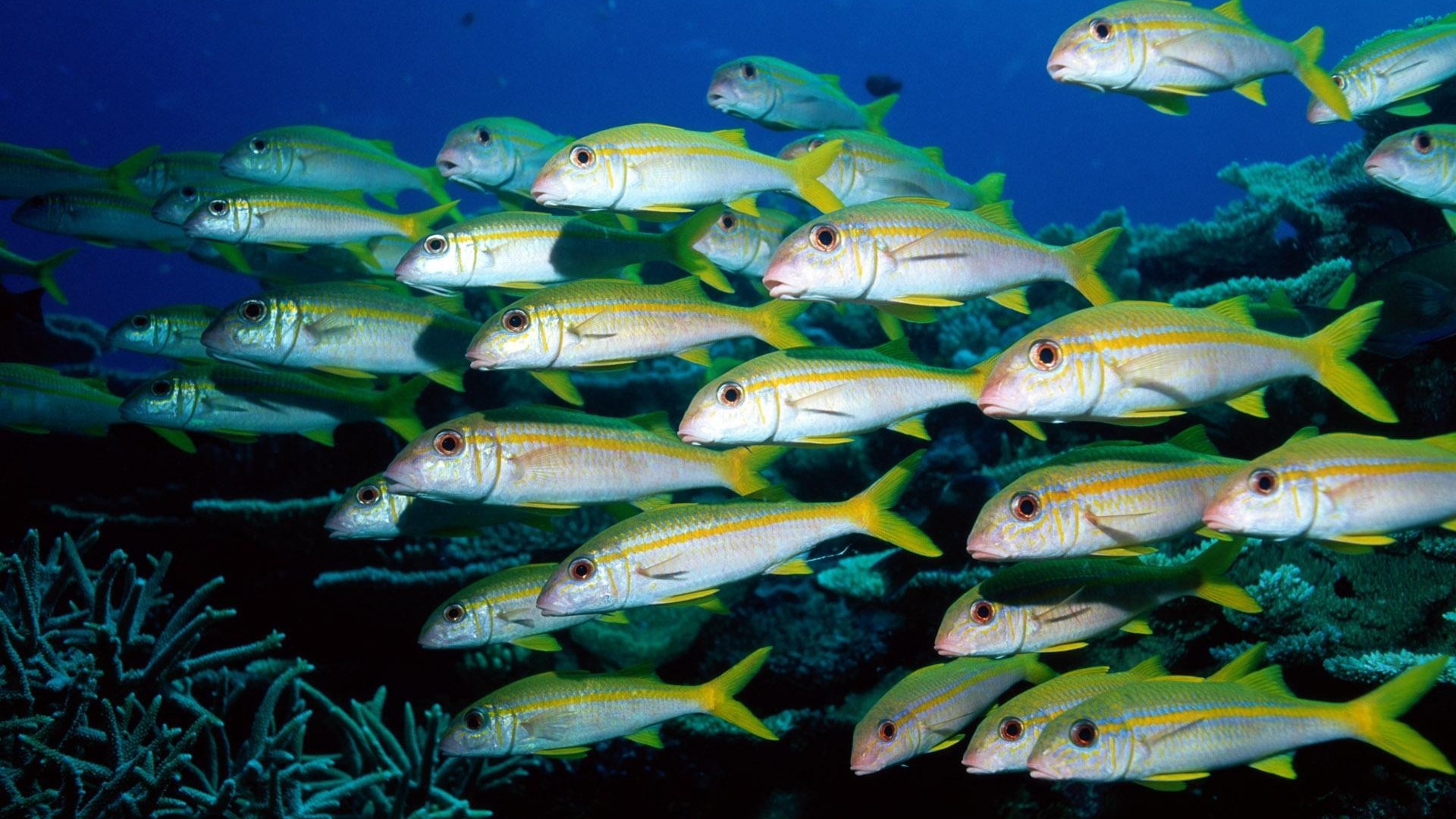 Стая морских рыб