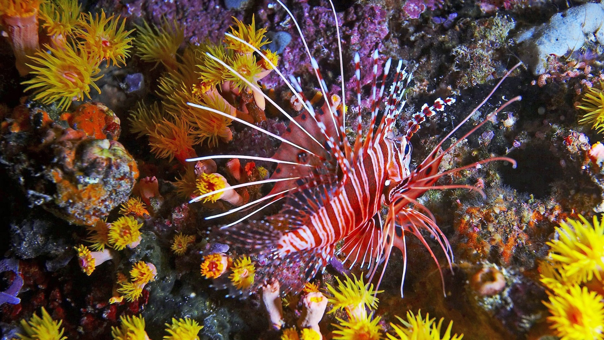 Фантастическая тропическая рыба