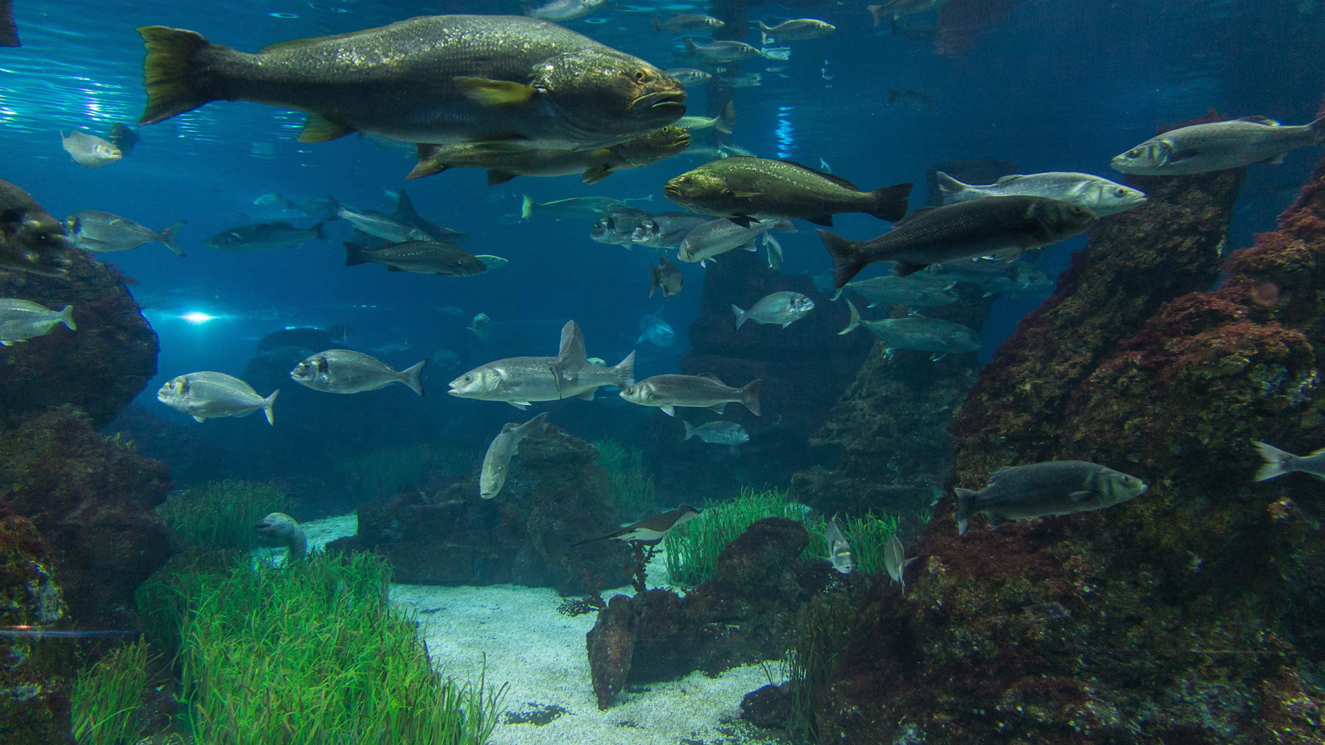 Рыбы в реке