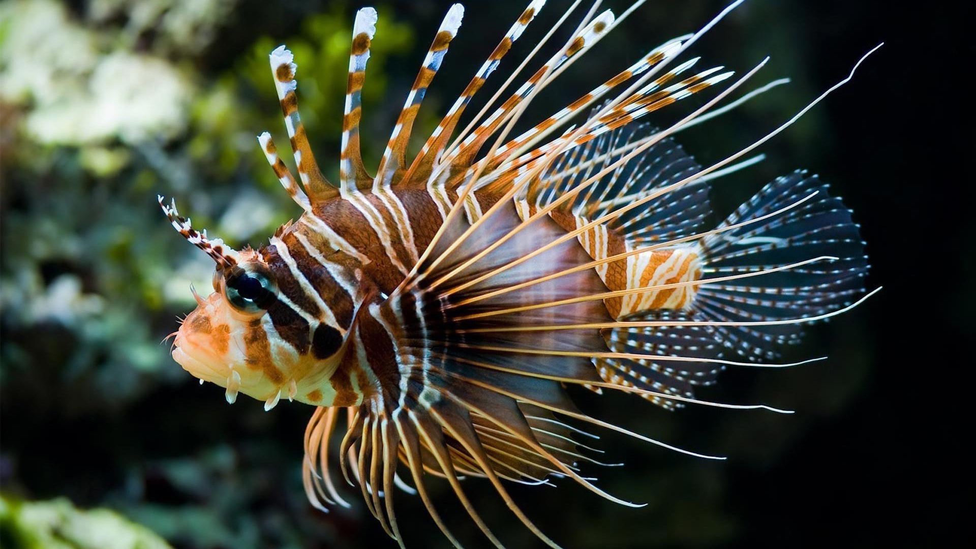 Светящеяся коралловая рыба