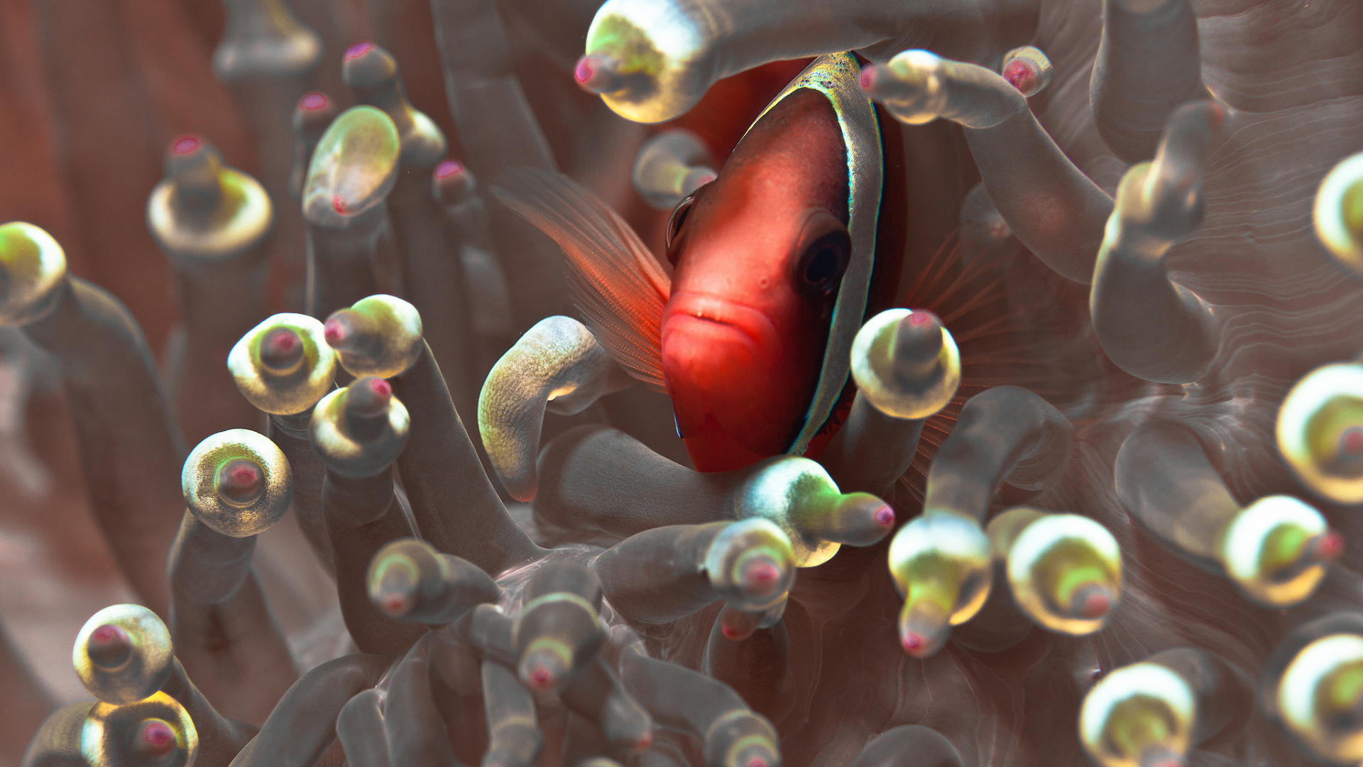 Красная глазастая рыбка