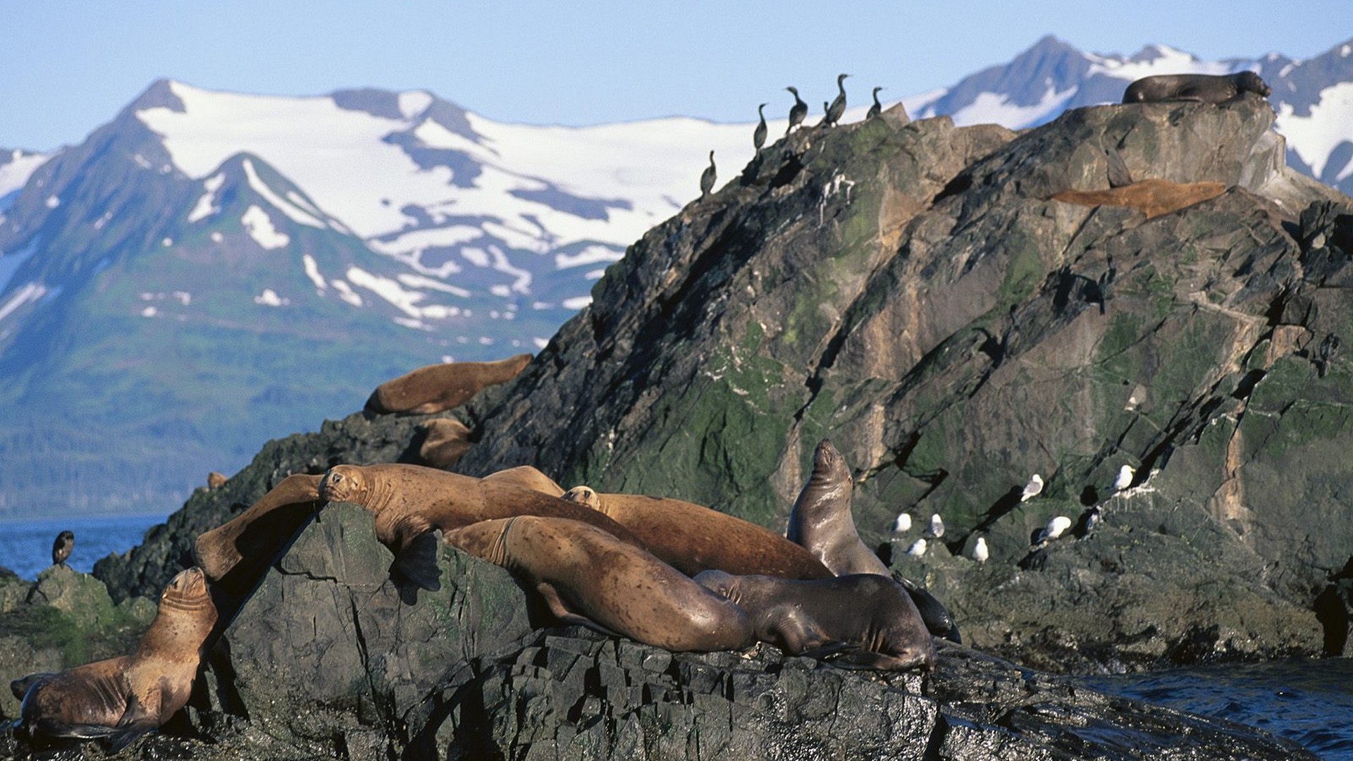 Морские львы на Аляске