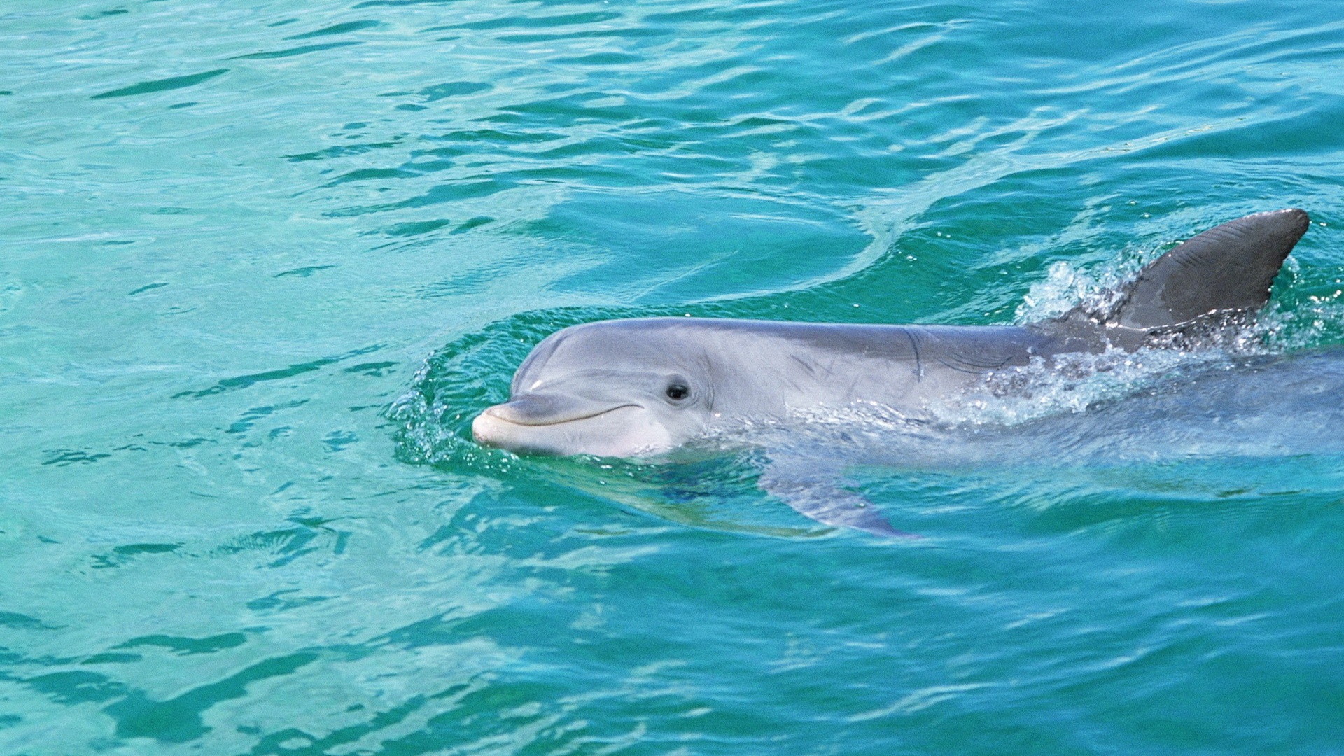 Дельфин смотрит из воды
