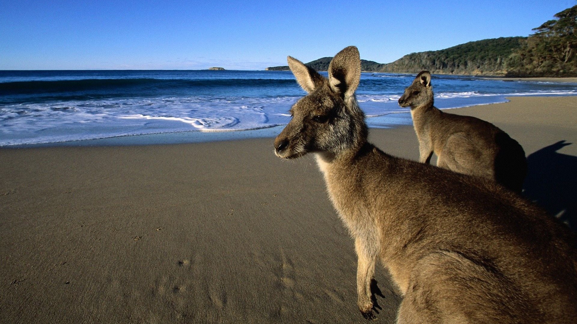 Кенгуру пришли на пляж