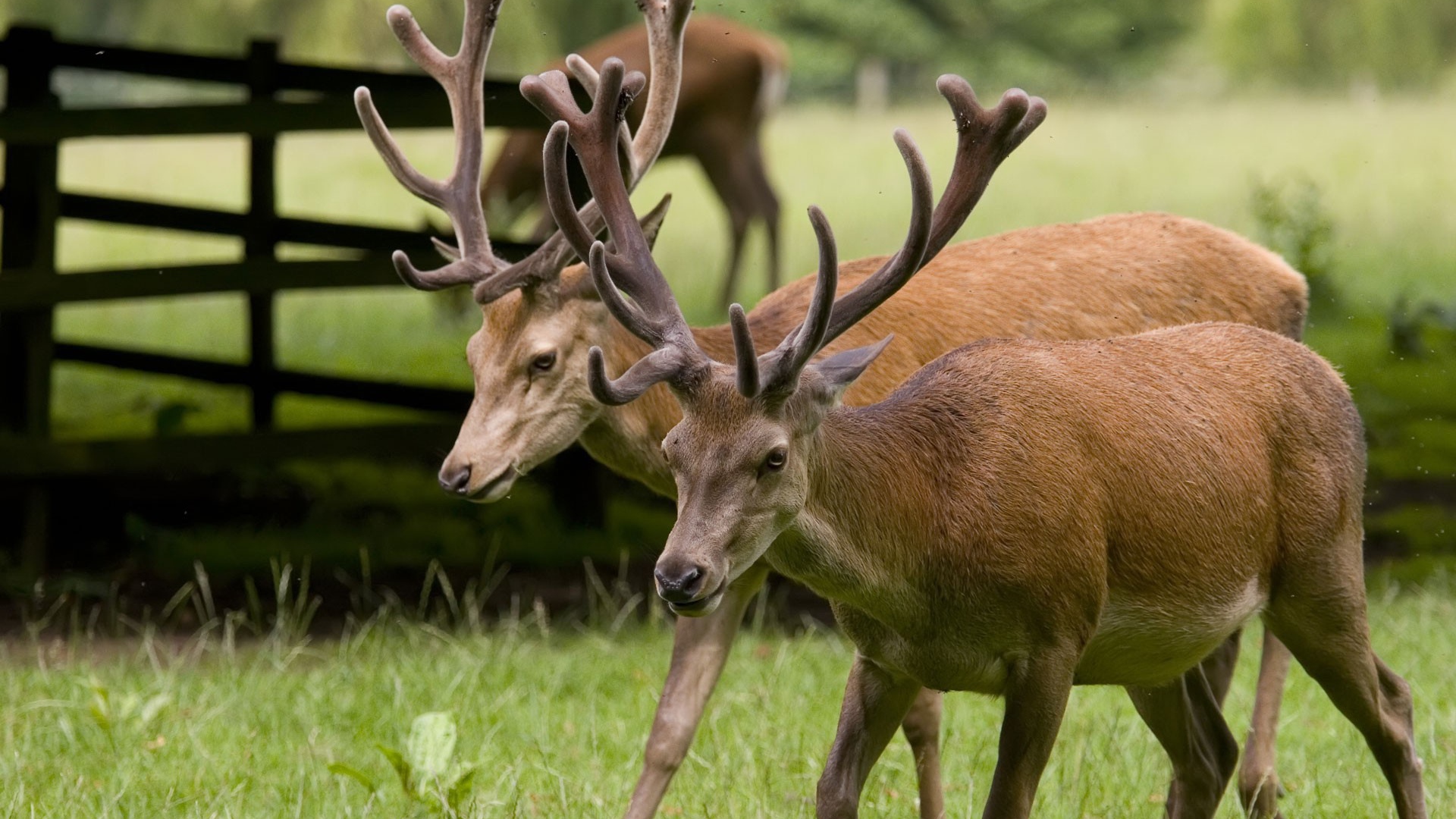 Пара оленей на природе