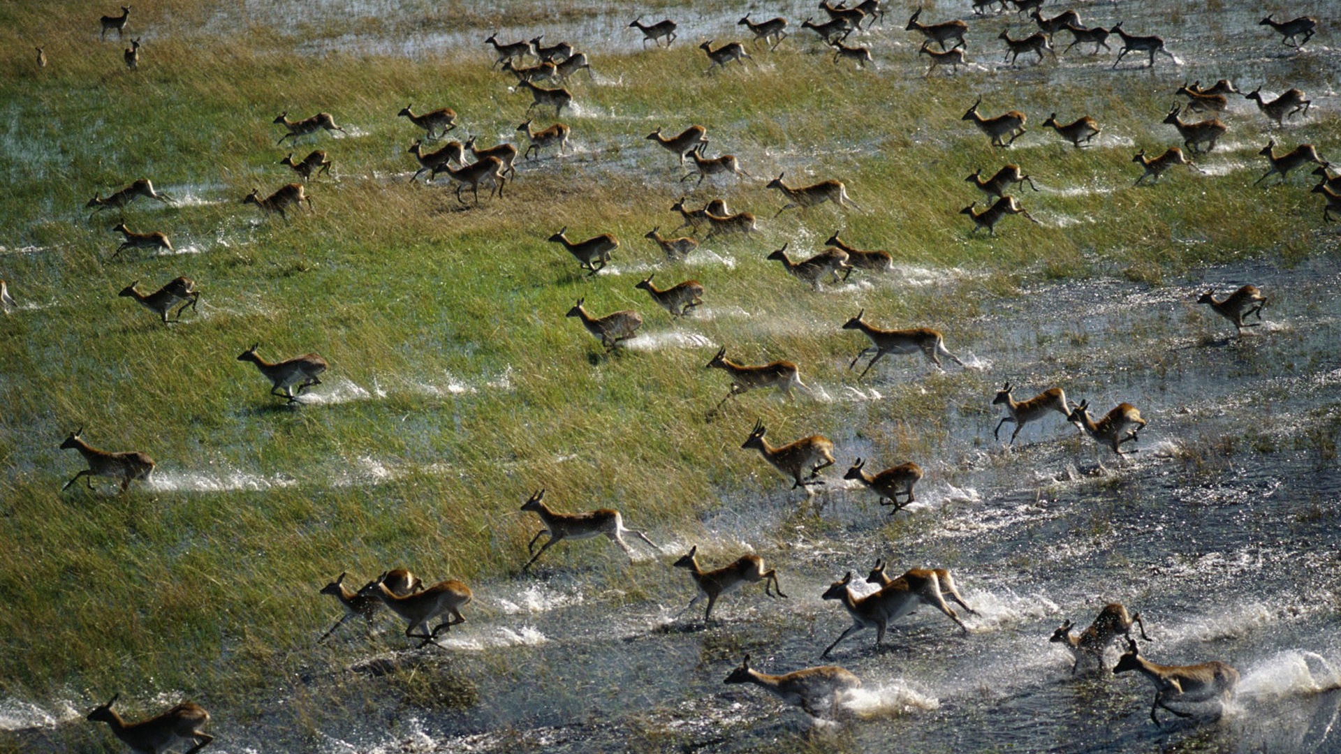 Антилопы бегут по затопленному полю