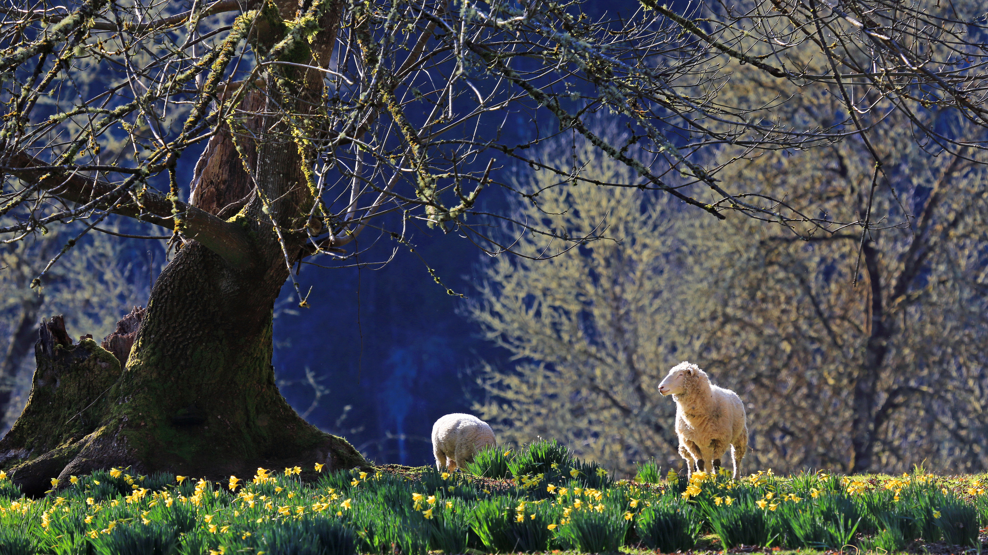 Нарциссы и ягнята