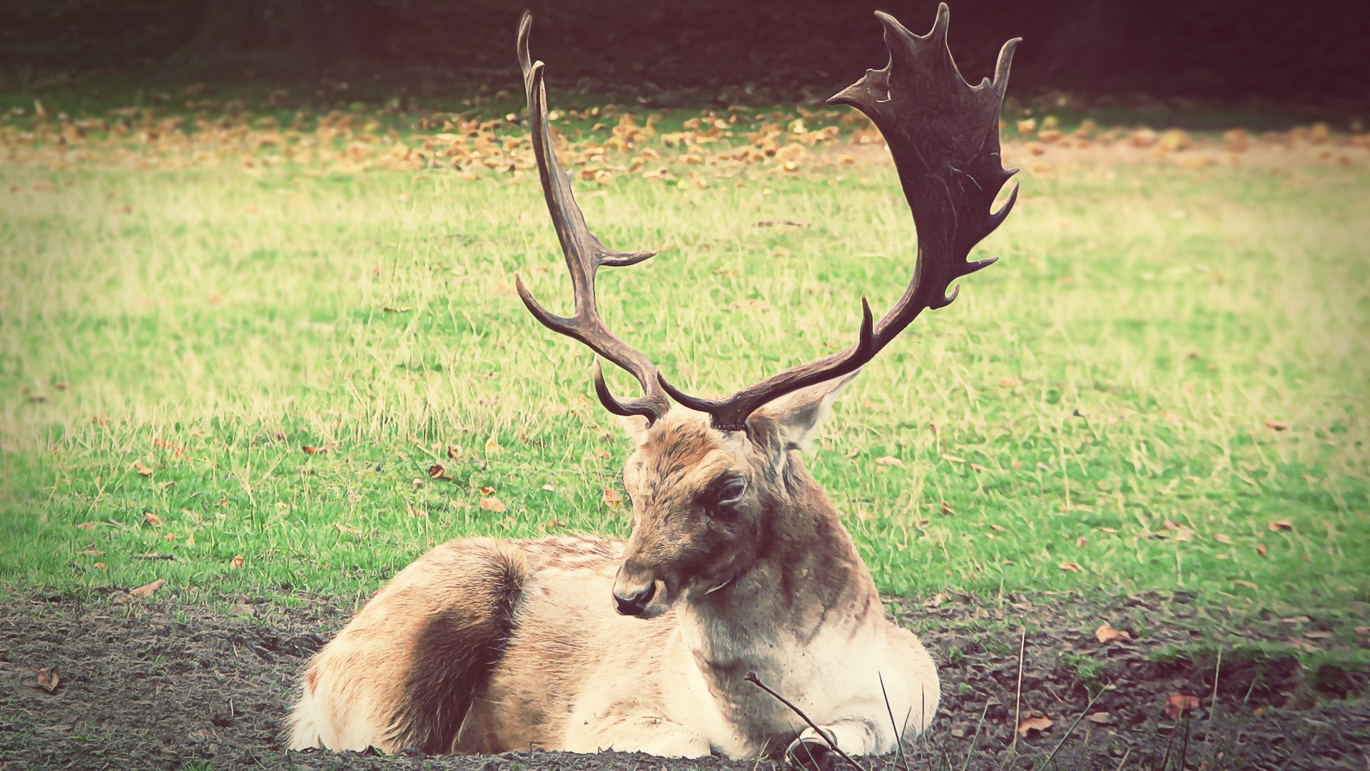 Олень лежит на земле